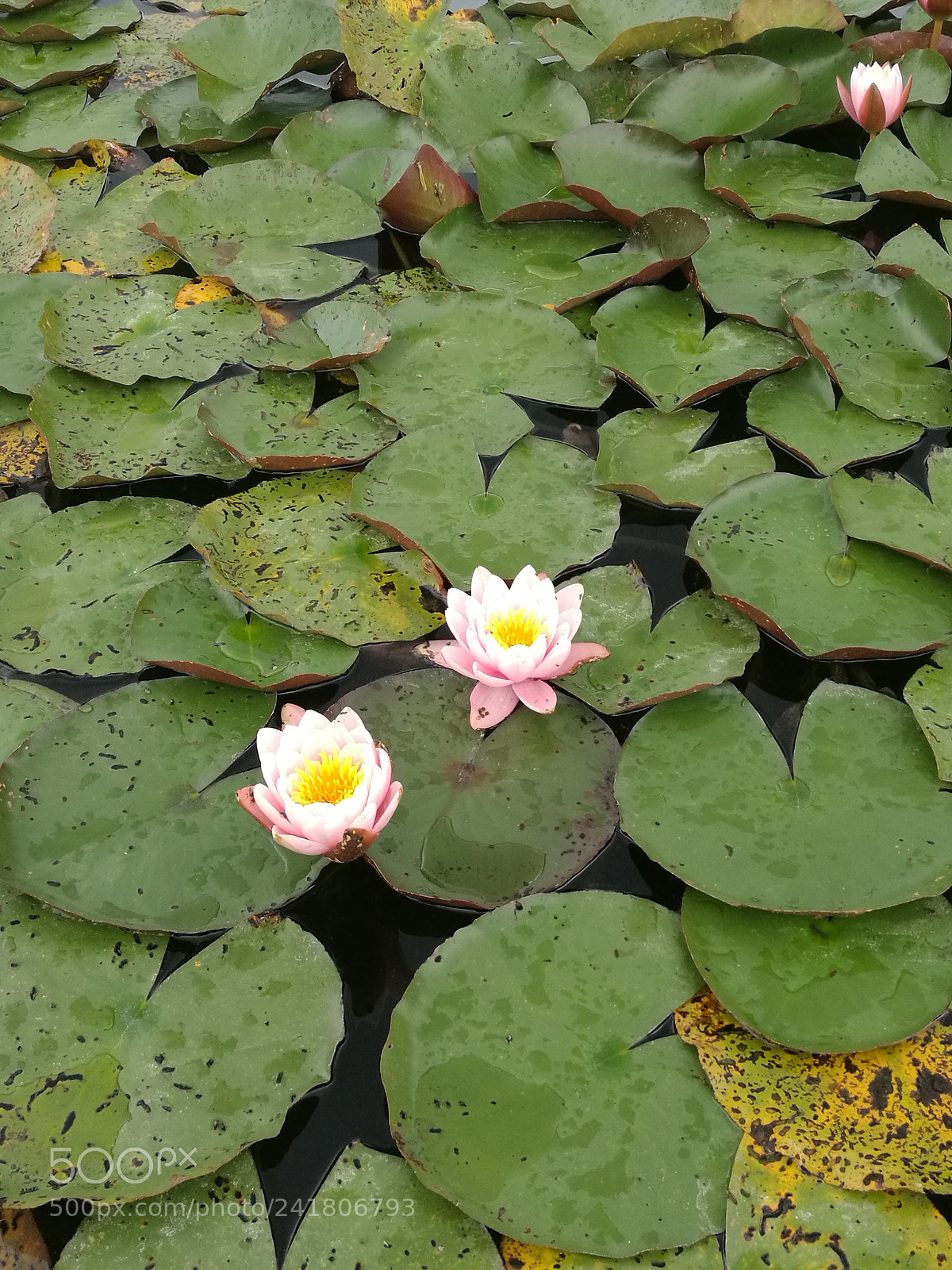 HUAWEI Mate 8 sample photo. Lotus photography