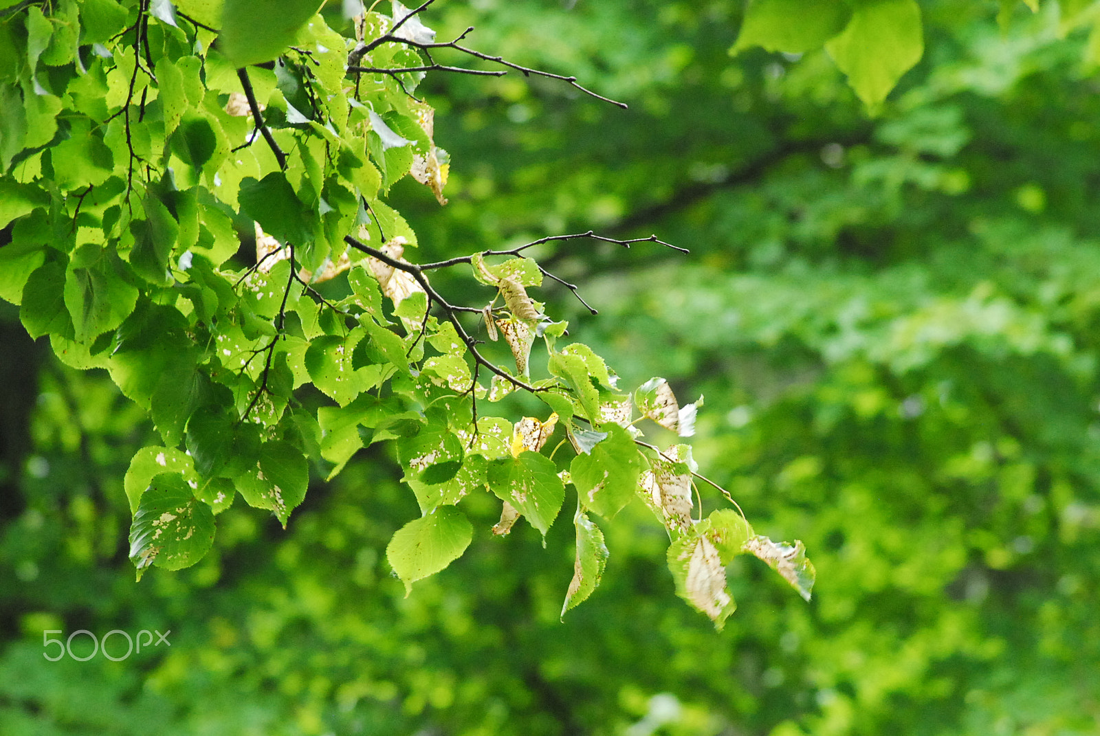 AF Zoom-Nikkor 70-300mm f/4-5.6D ED sample photo. Dsc photography