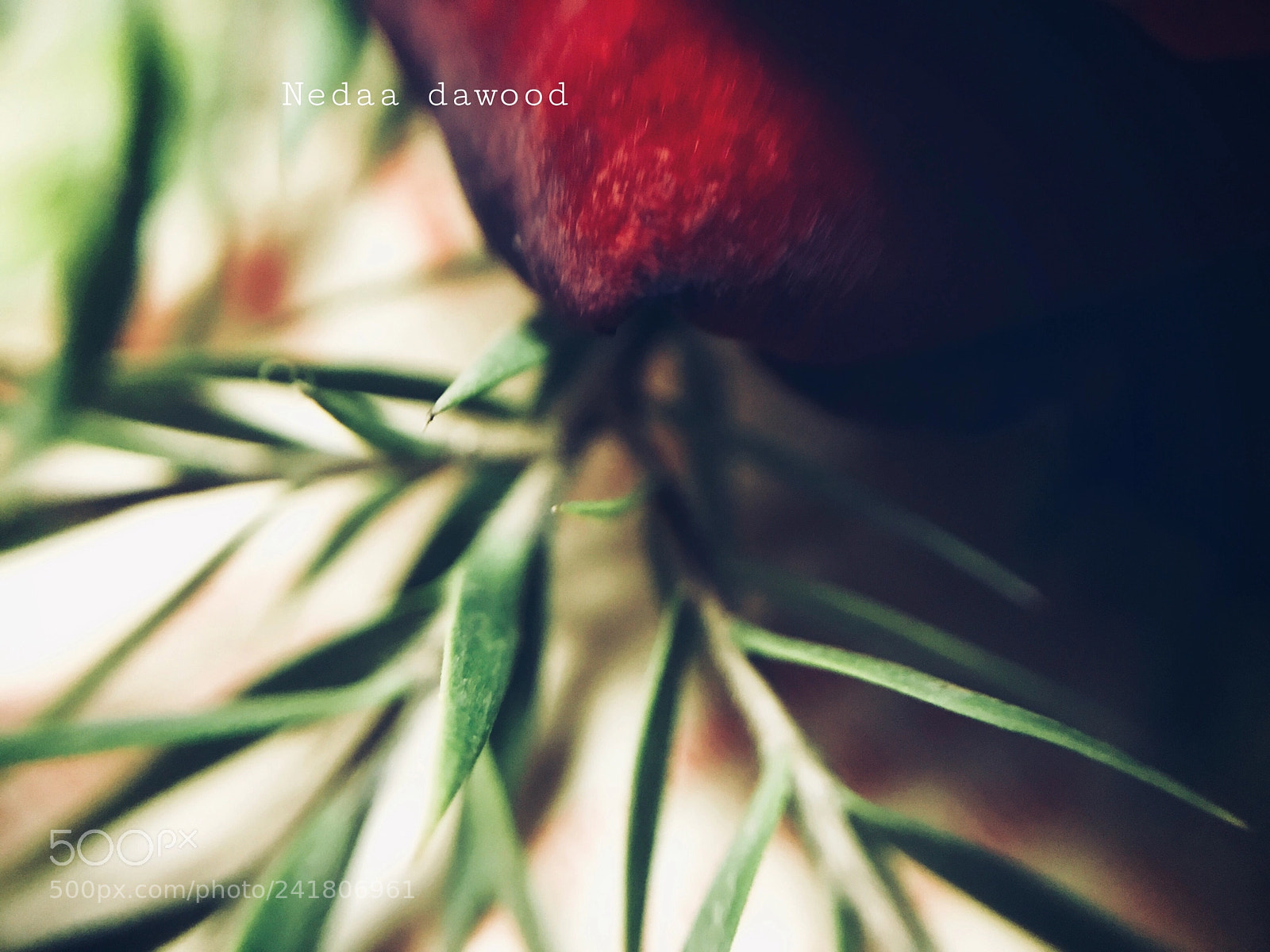 Apple iPhone 7 sample photo. Red flower photography