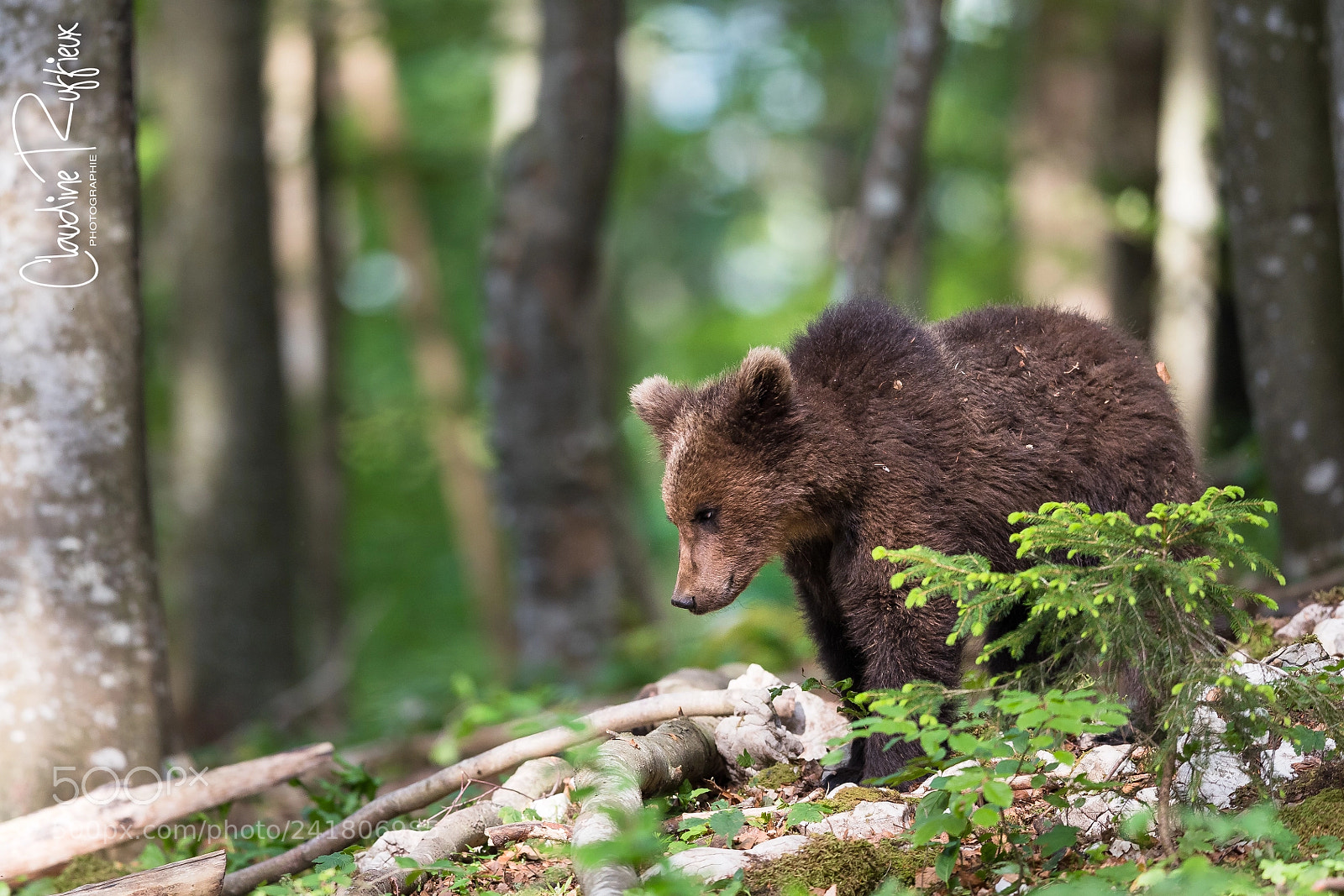 Canon EOS-1D X Mark II sample photo. Brown bear photography