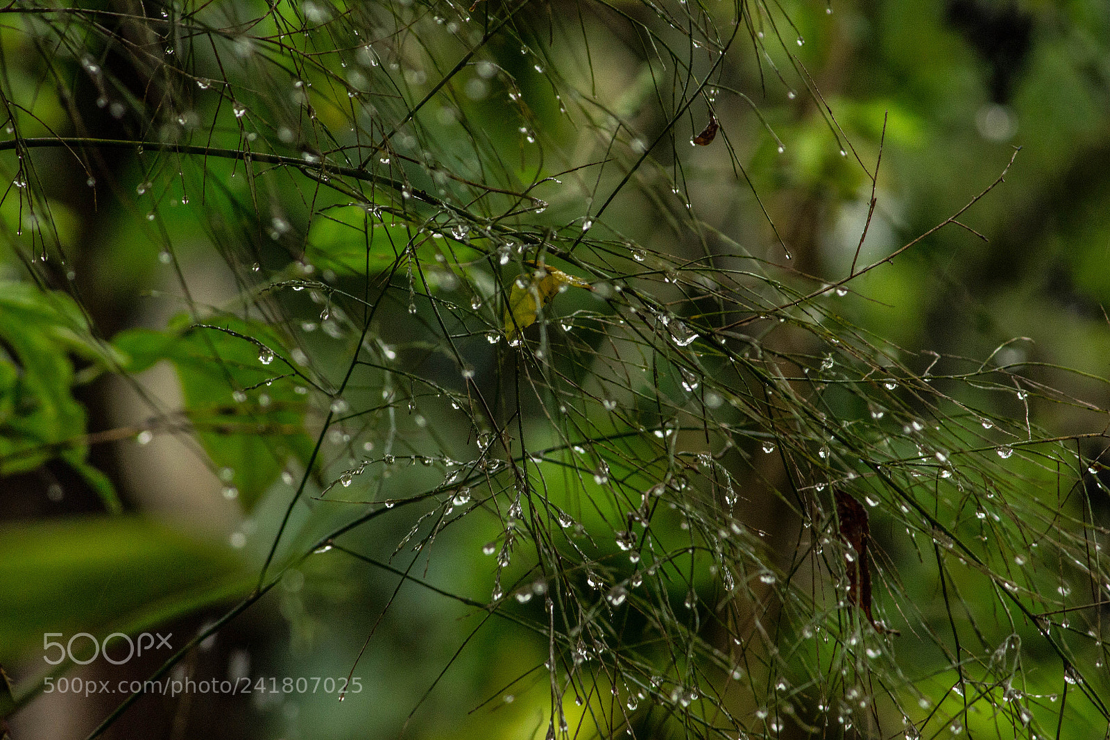 Canon EOS 700D (EOS Rebel T5i / EOS Kiss X7i) sample photo. Dew photography