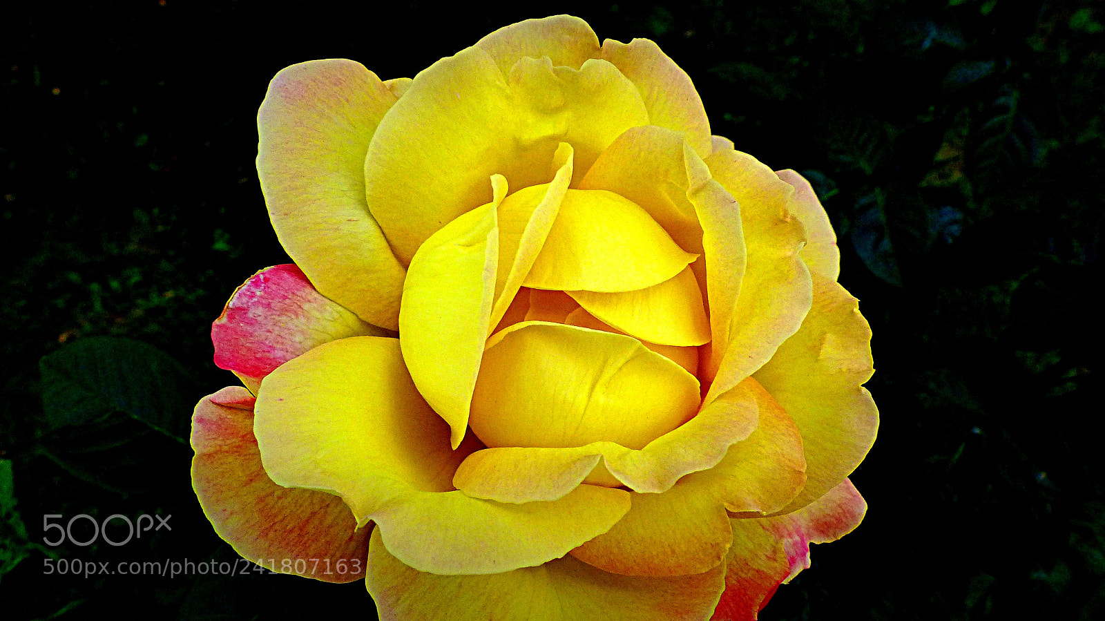 Panasonic Lumix DMC-FZ200 sample photo. Rose tea photography
