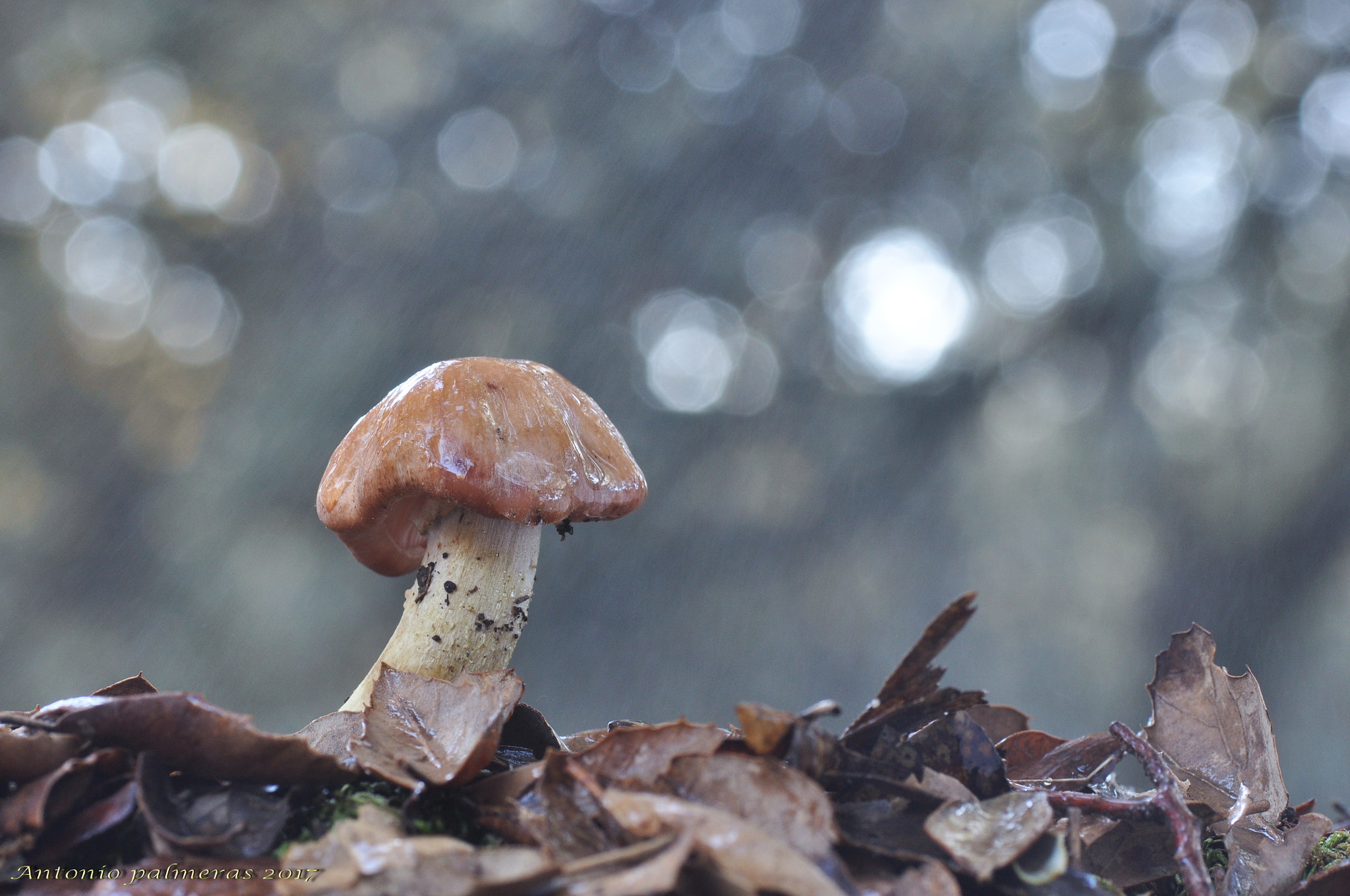 Nikon D90 sample photo. Bajo la lluvia . photography