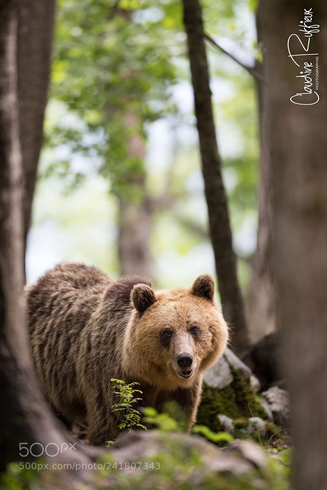 Canon EOS-1D X Mark II sample photo. Bear photography