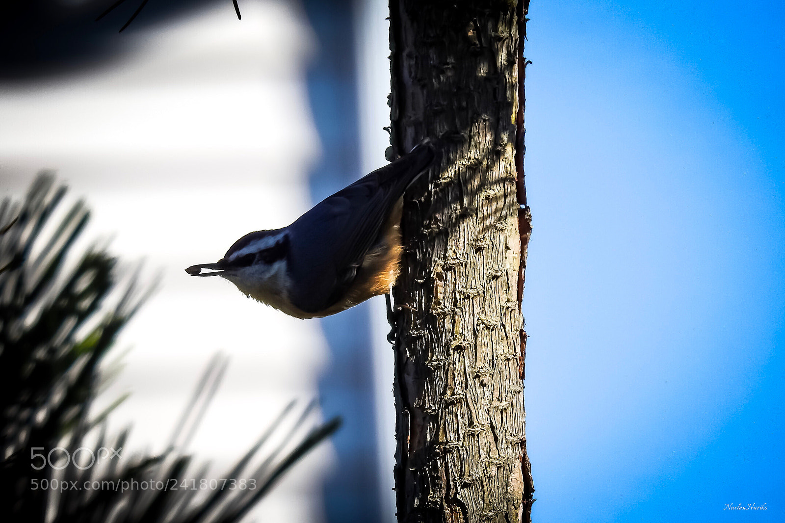 Nikon Coolpix P900 sample photo. Nuthatch / 2 photography