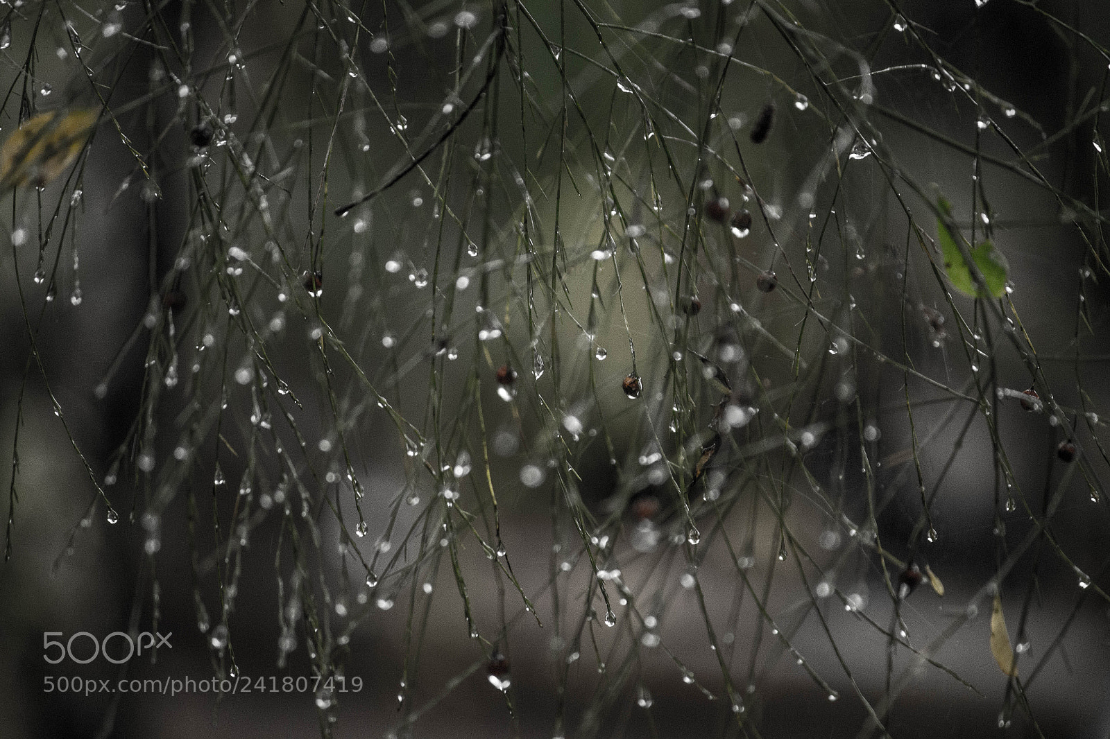 Canon EOS 700D (EOS Rebel T5i / EOS Kiss X7i) sample photo. Raindrops photography