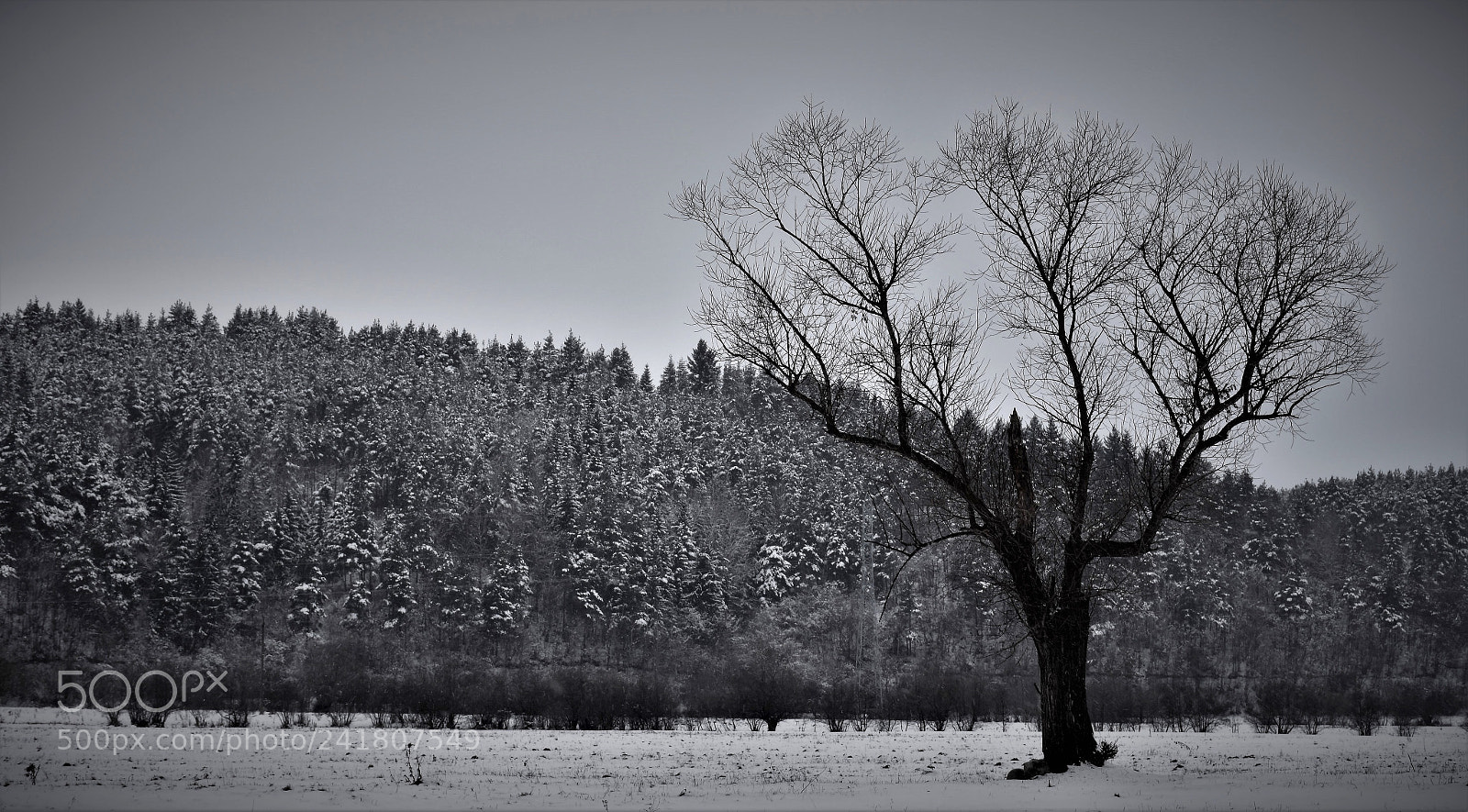 Nikon D7200 sample photo. The lonely tree in photography