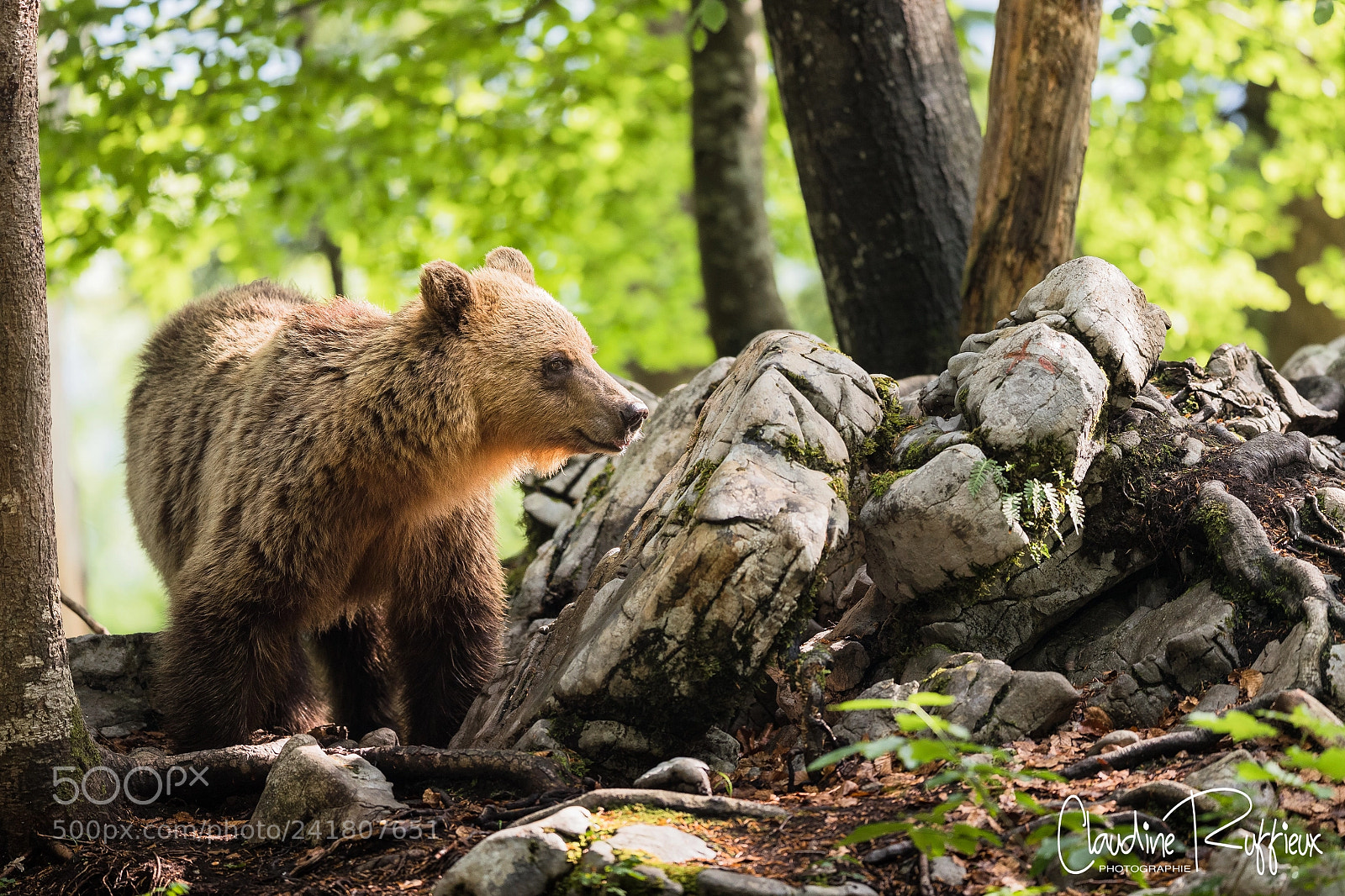 Canon EOS-1D X Mark II sample photo. Slovenian bear photography