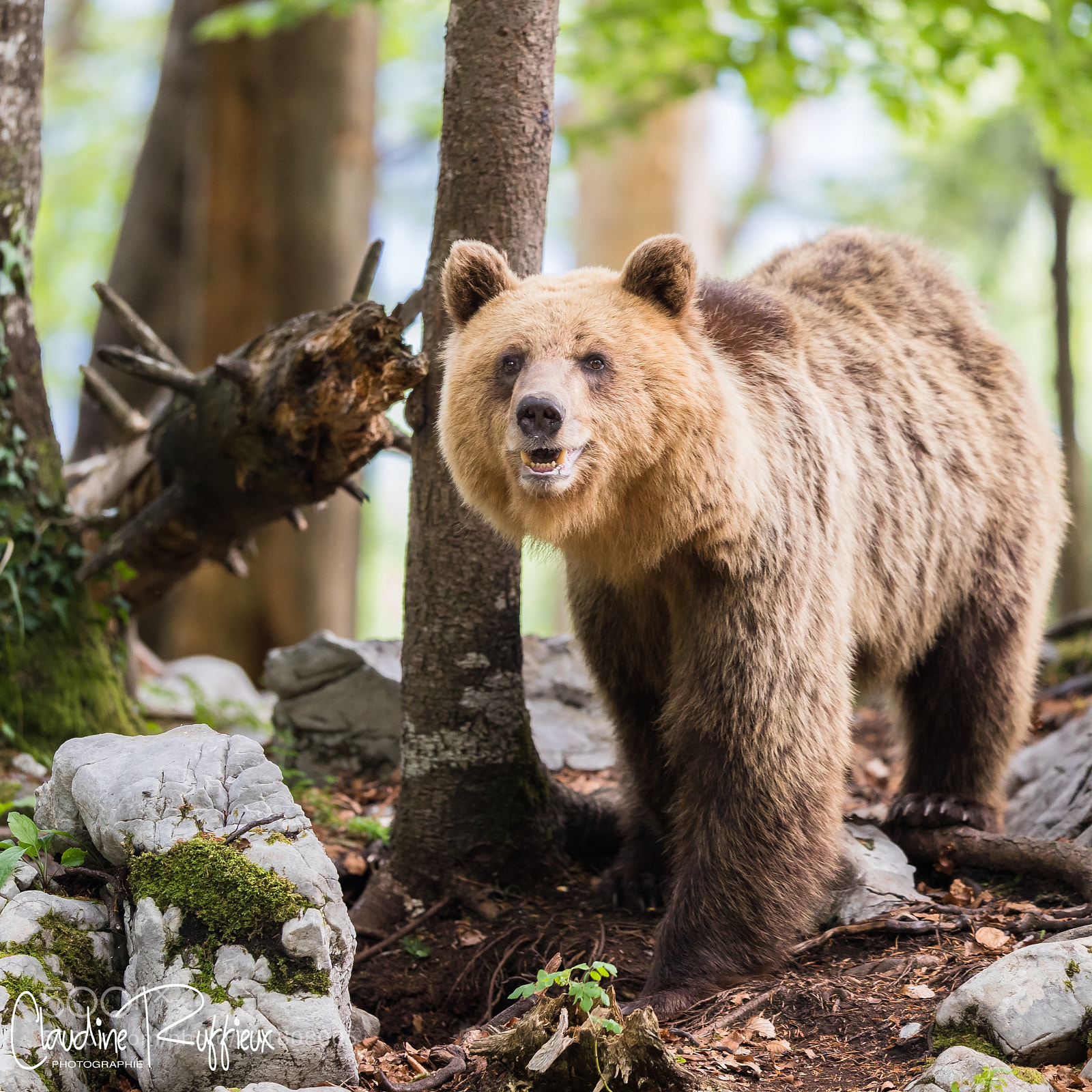 Canon EOS-1D X Mark II sample photo. Slovenian bear photography