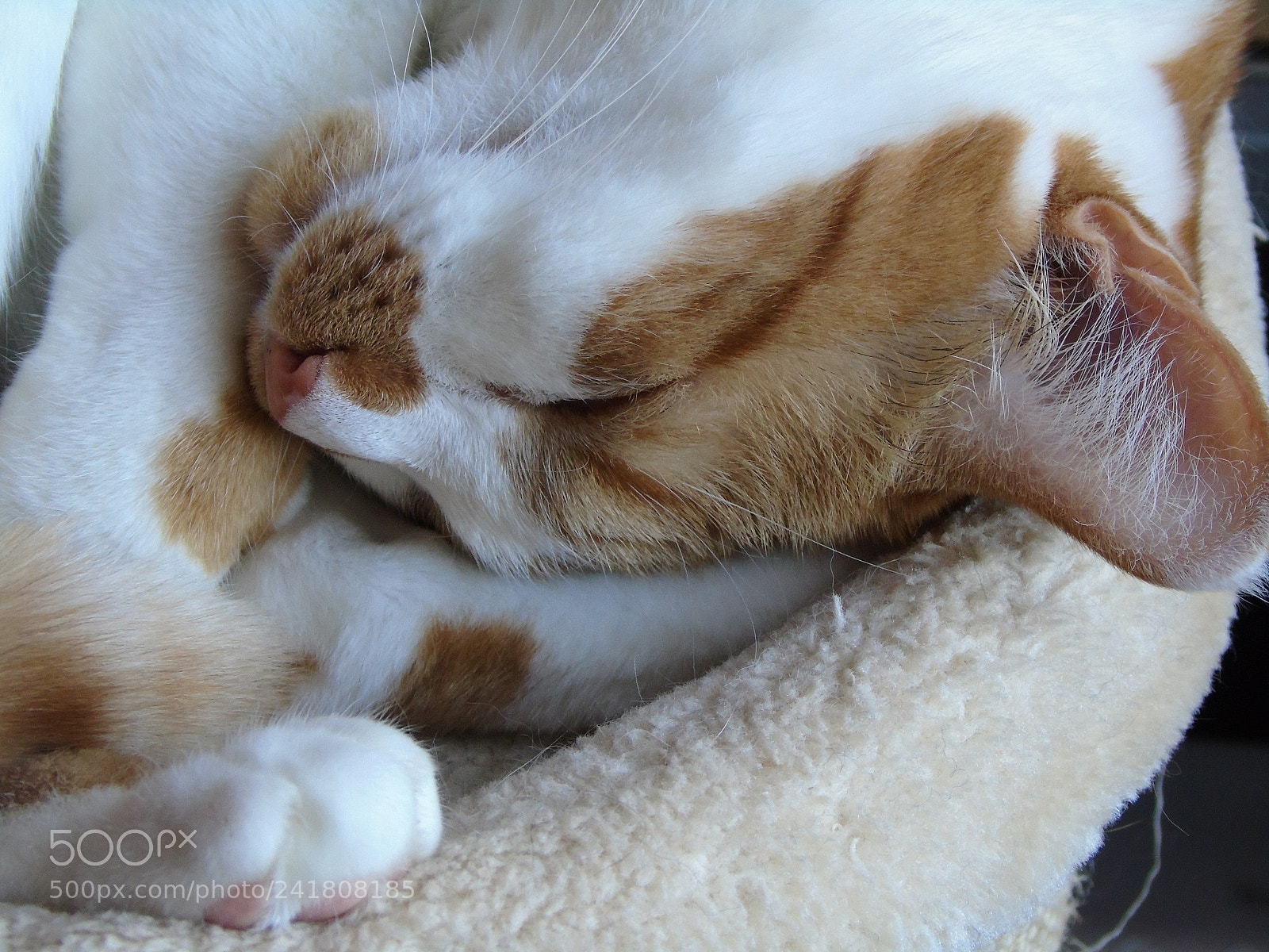 Sony Cyber-shot DSC-H400 sample photo. Valentine sleeping on her photography
