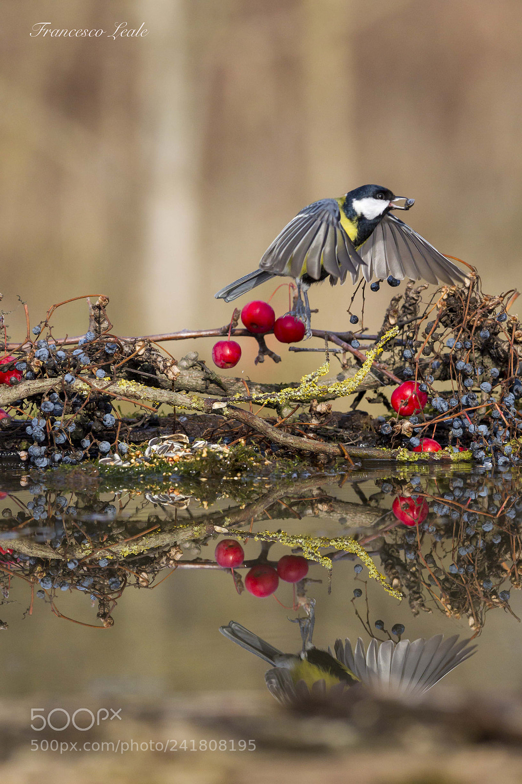 Canon EOS-1D Mark IV sample photo. Flying away photography