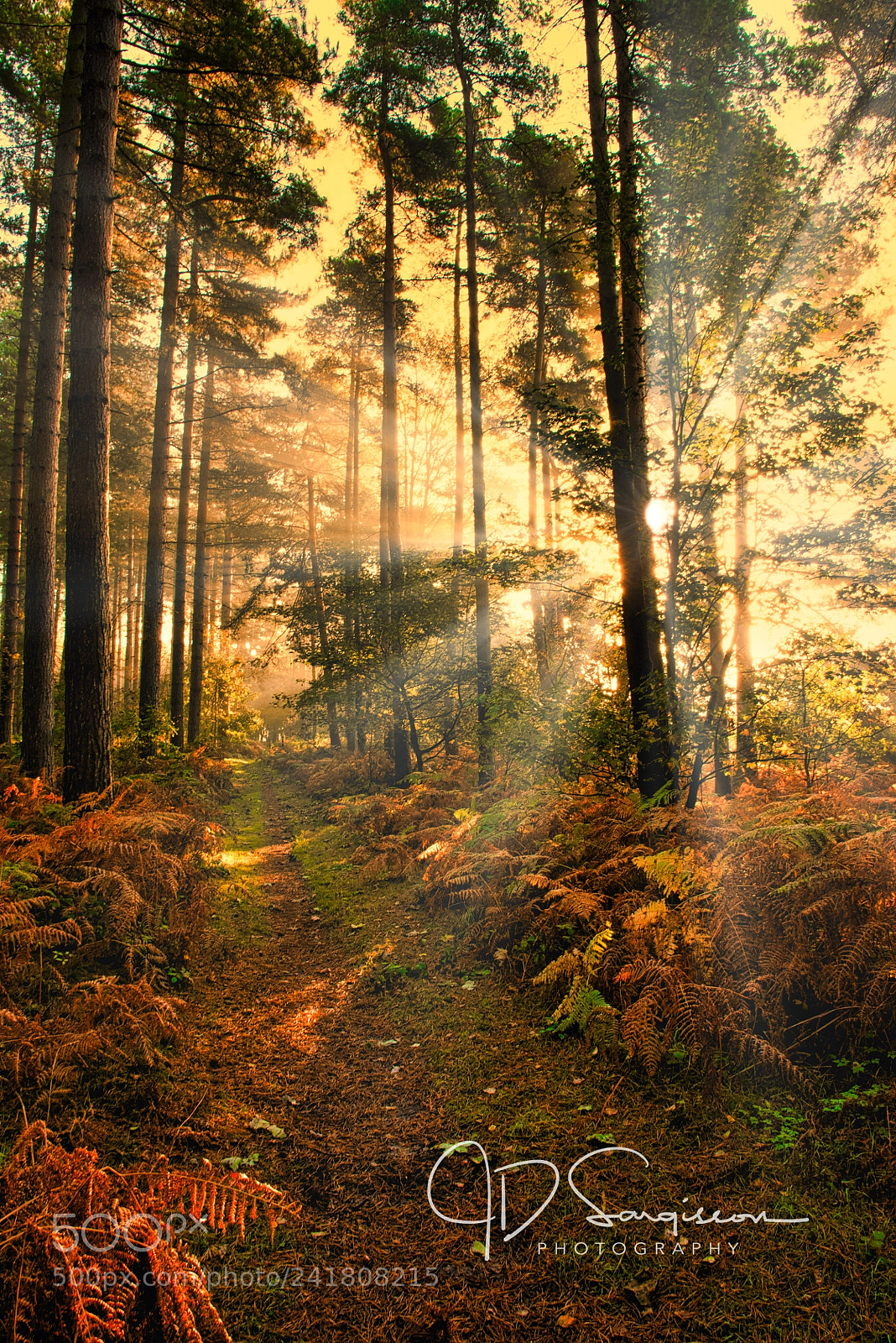 Nikon D800 sample photo. Woodland light photography