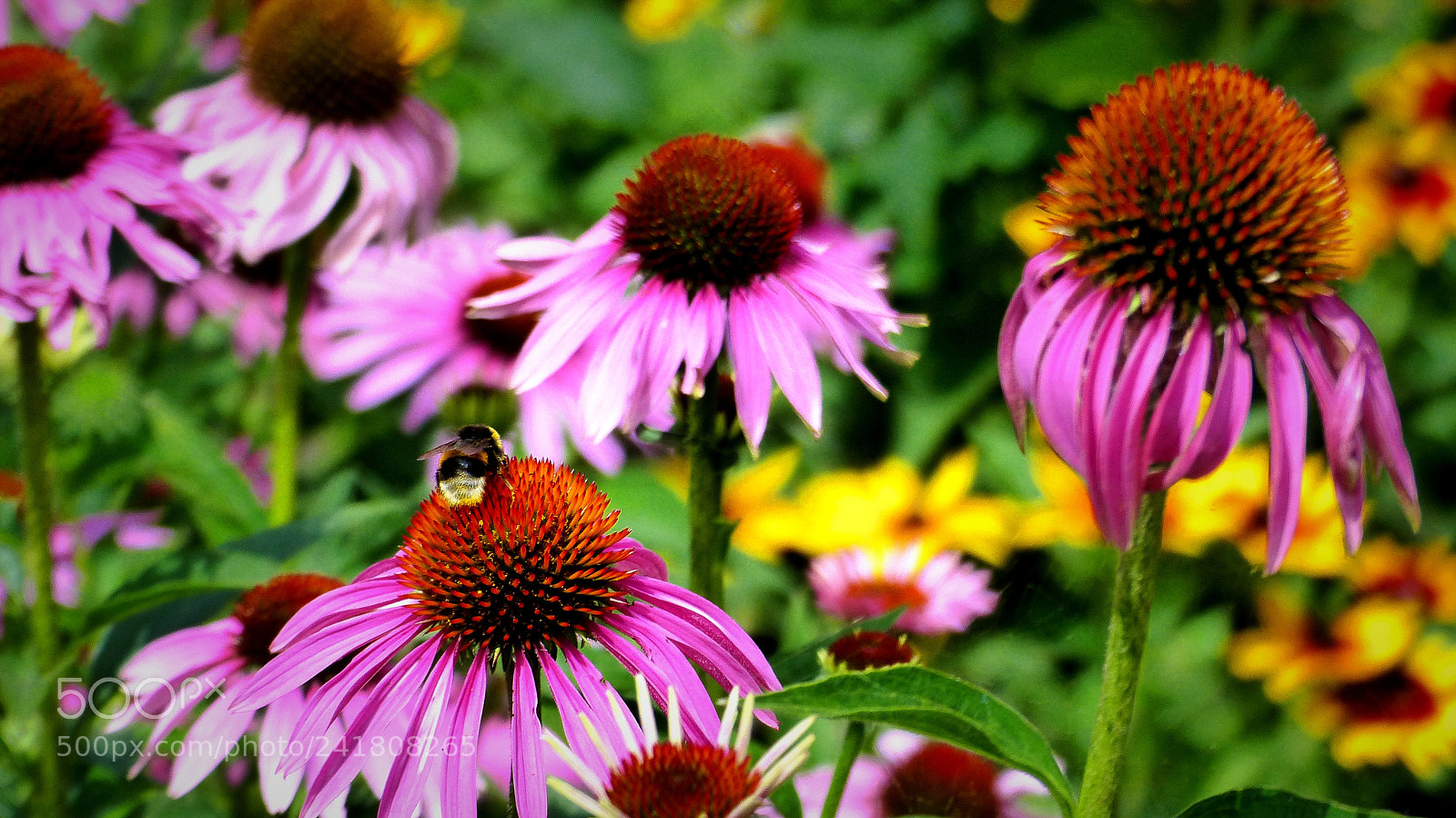 Panasonic Lumix DMC-FZ200 sample photo. Echinacea photography