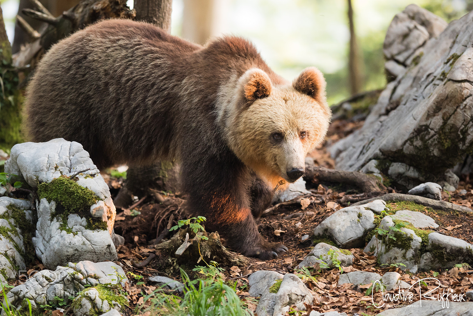 Canon EOS-1D X Mark II sample photo. Slovenian bear photography