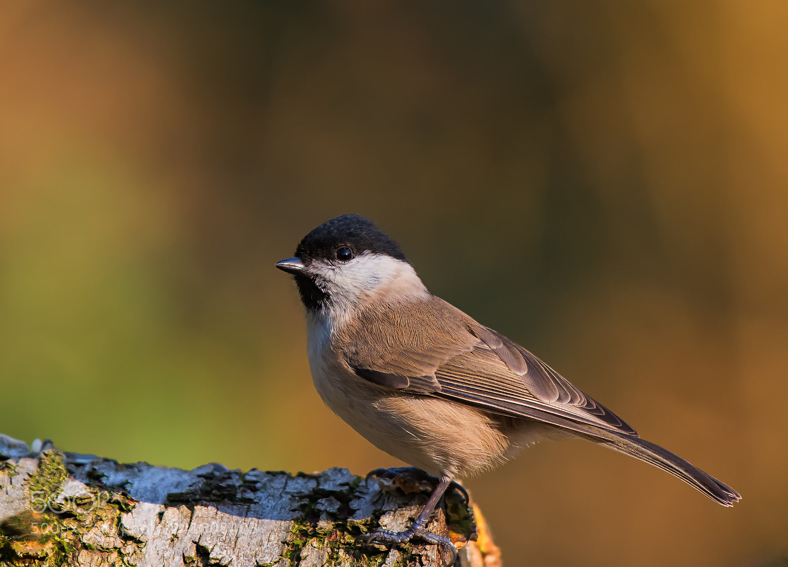 Nikon D500 sample photo. Willow tit (parus montanus)... photography