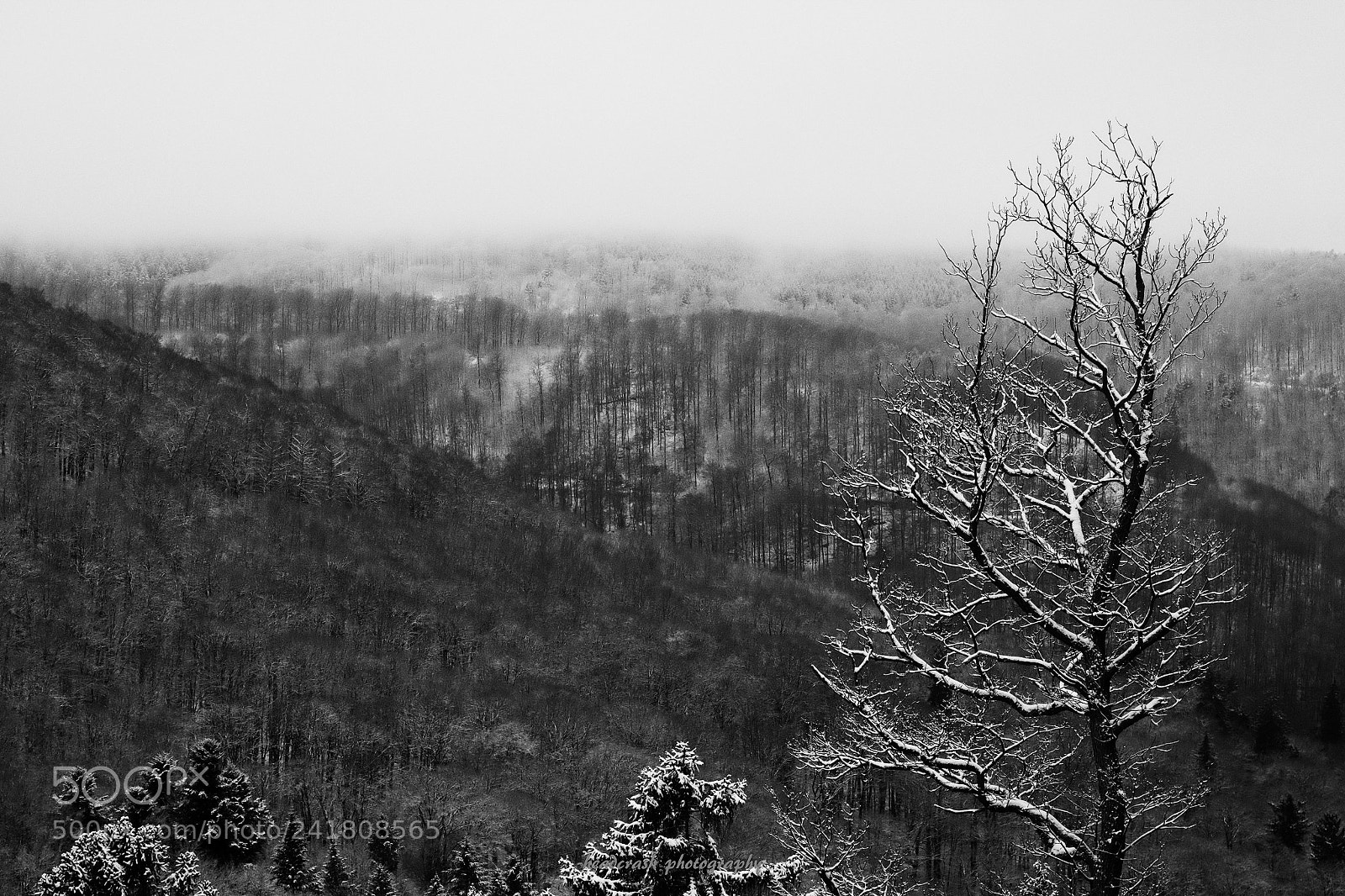Fujifilm X-E2 sample photo. Foggy photography