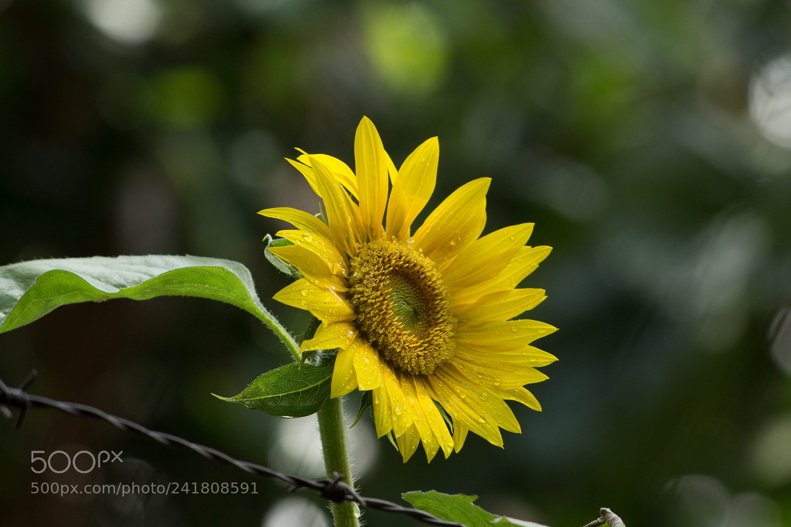 Canon EOS 700D (EOS Rebel T5i / EOS Kiss X7i) sample photo. Sunflower photography