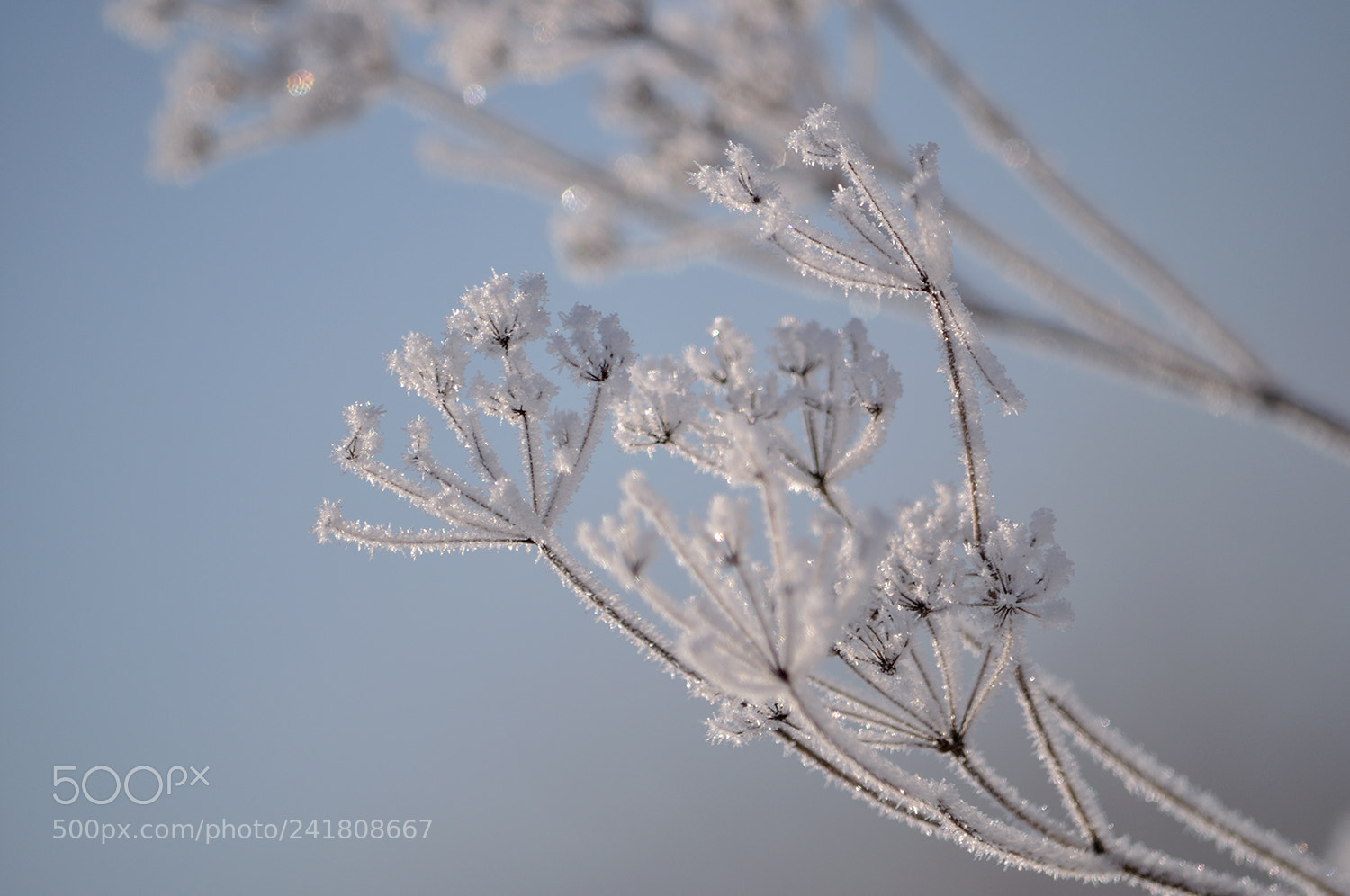 Nikon D90 sample photo. Зима искрится светлой нежностью... photography