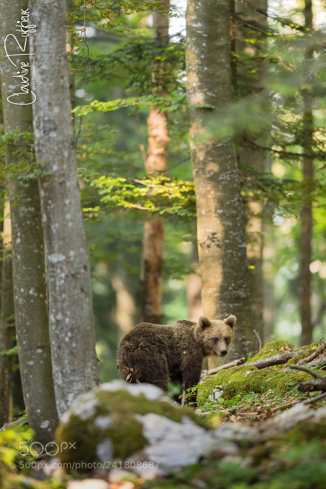 Canon EOS-1D X Mark II sample photo. Slovenian bear photography