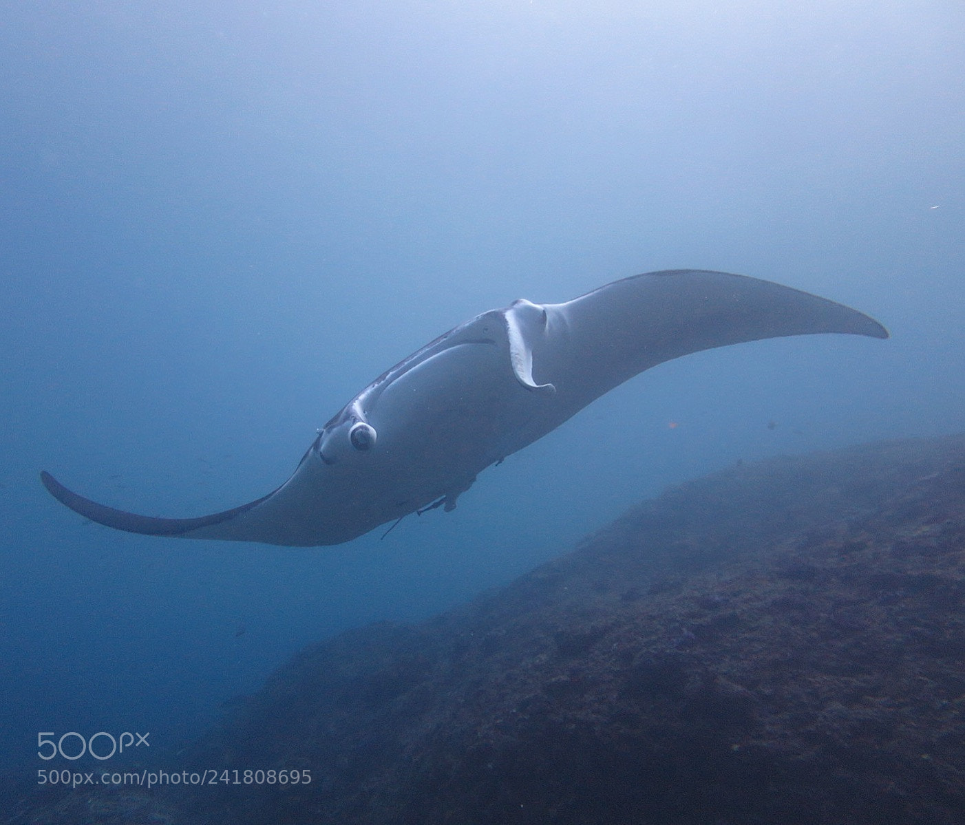 Canon PowerShot S120 sample photo. Manta ray in perfect photography