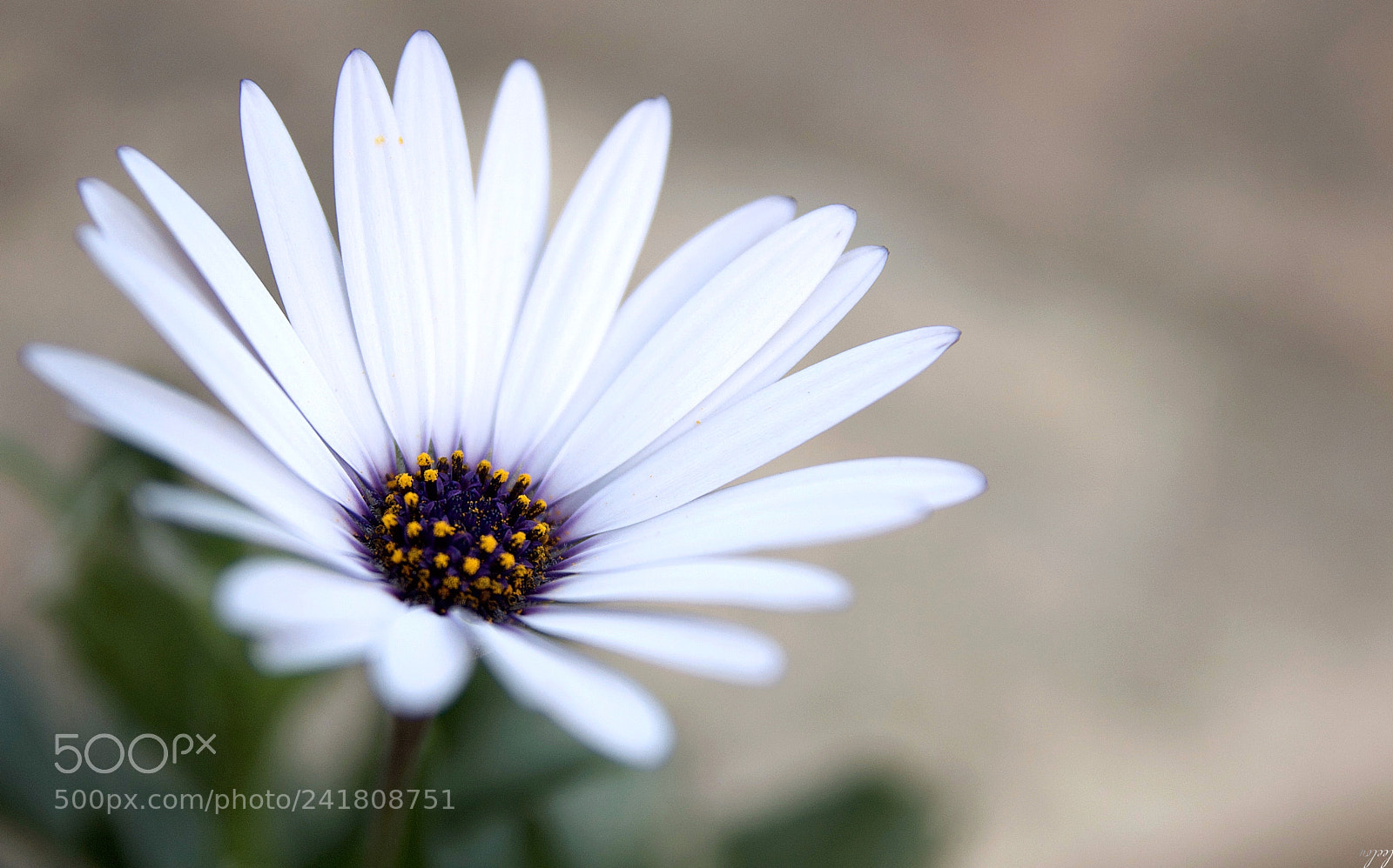 Nikon D3100 sample photo. Tu es mon coeur... ♡ photography