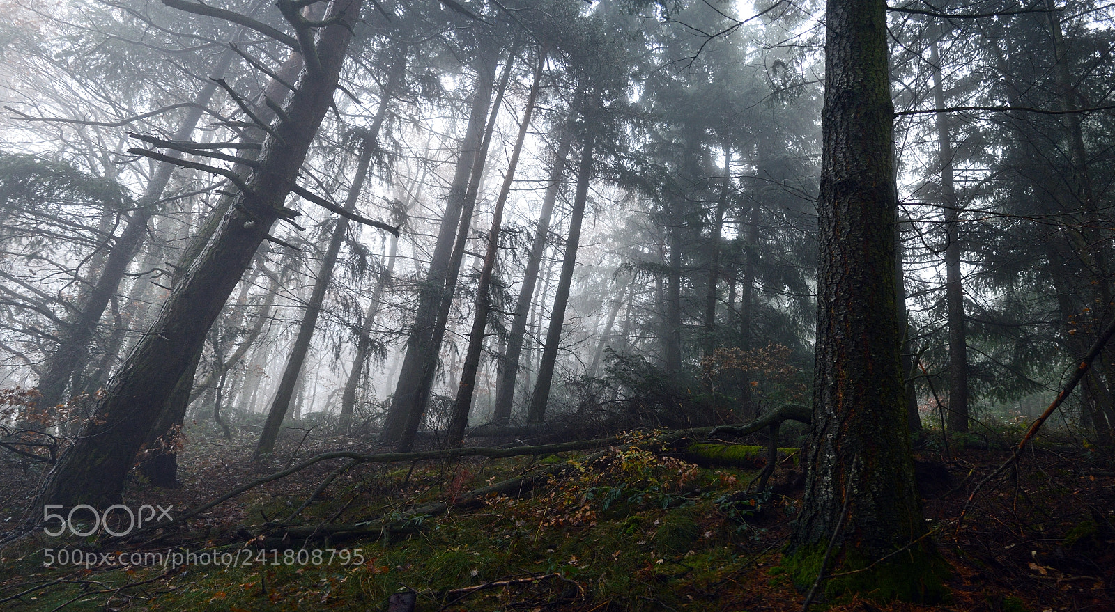 Nikon D3200 sample photo. Crawling photography