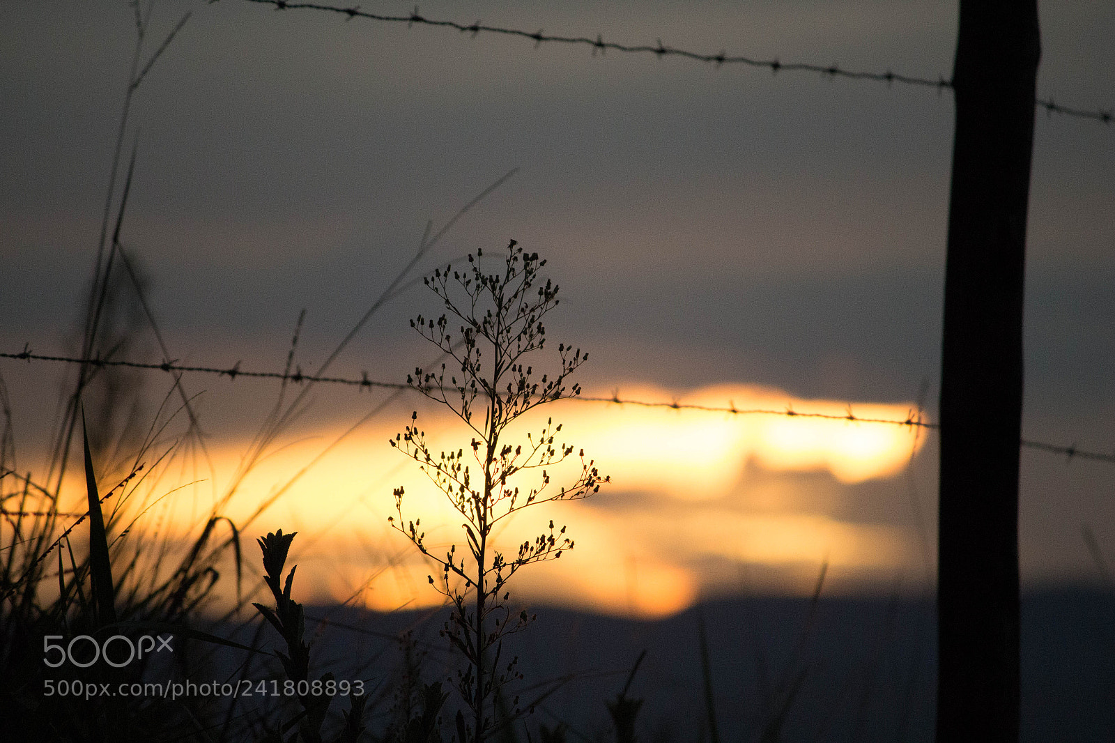 Canon EOS 700D (EOS Rebel T5i / EOS Kiss X7i) sample photo. Little tree sun photography