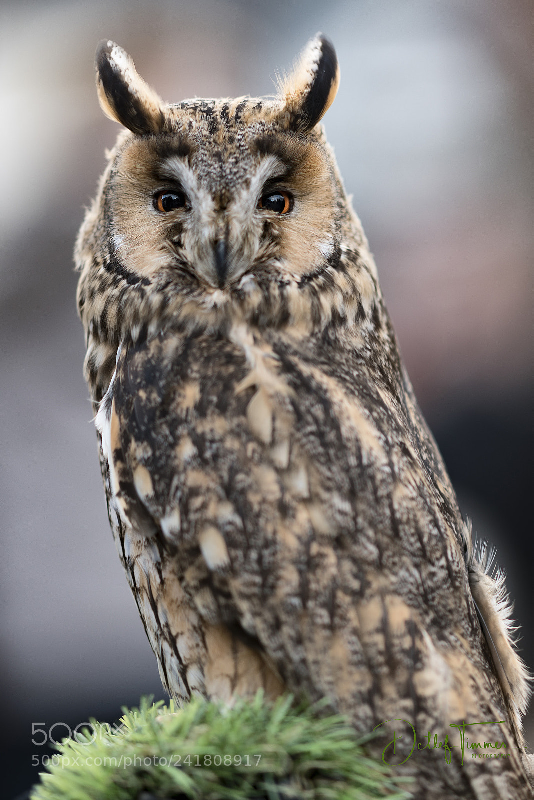 Nikon D850 sample photo. Look into my eyes photography