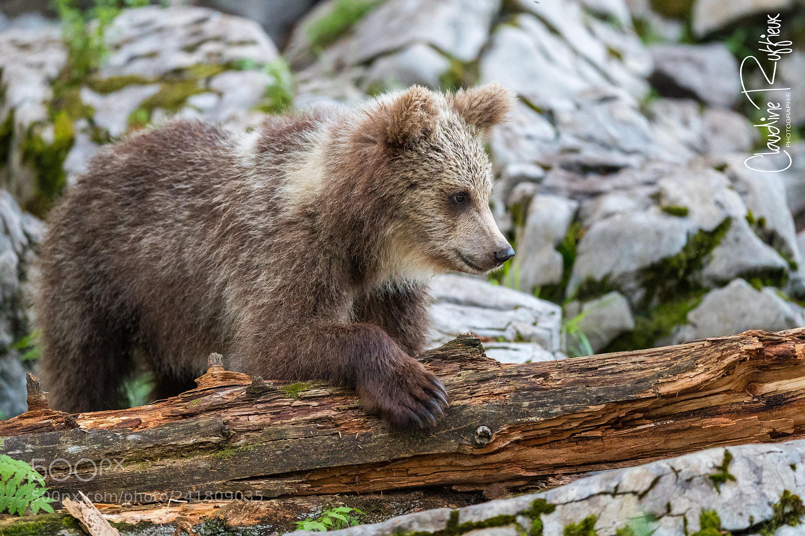 Canon EOS-1D X Mark II sample photo. Slovenian bear photography