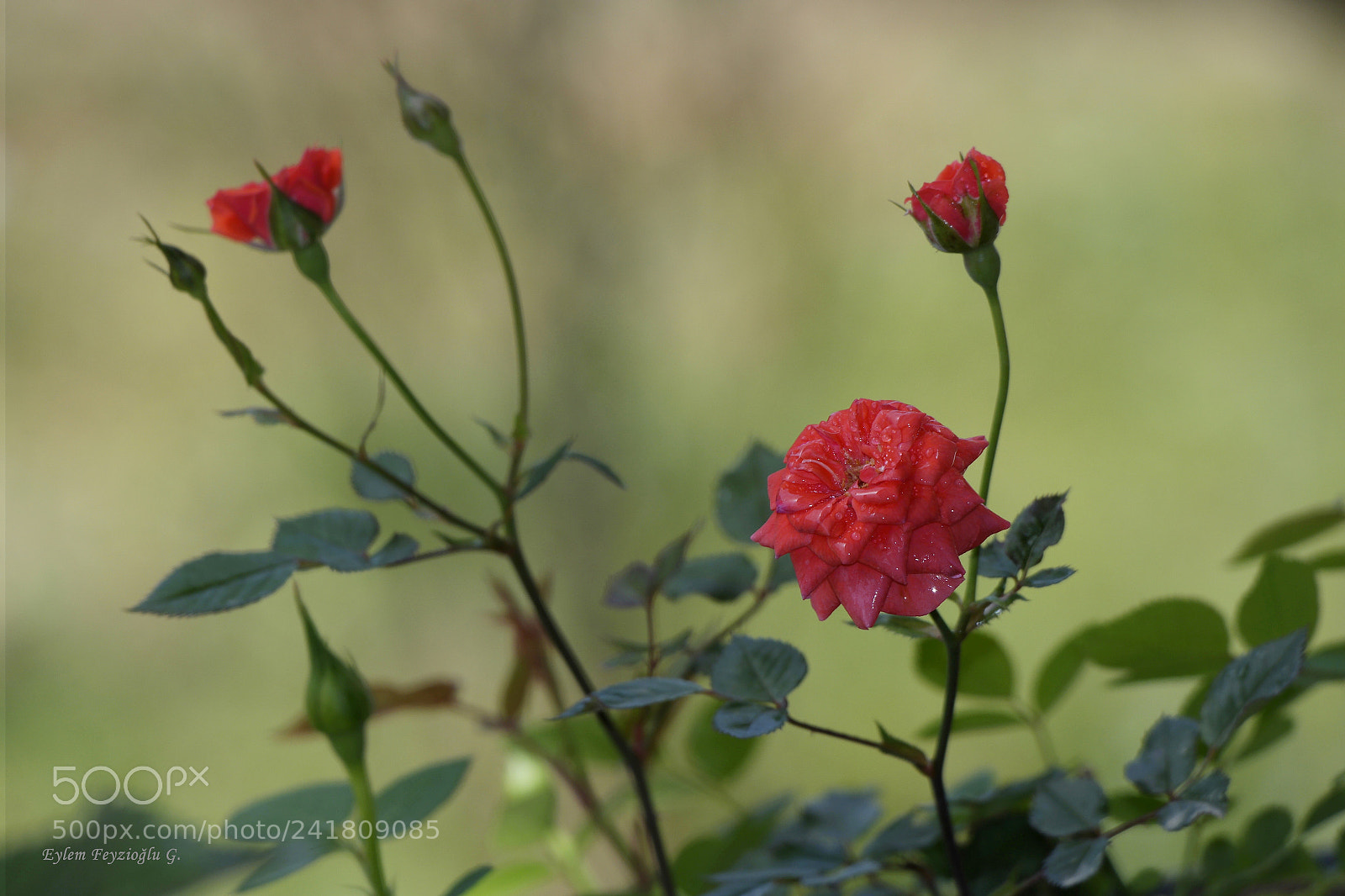 Samsung NX2000 sample photo. Miniature rose photography