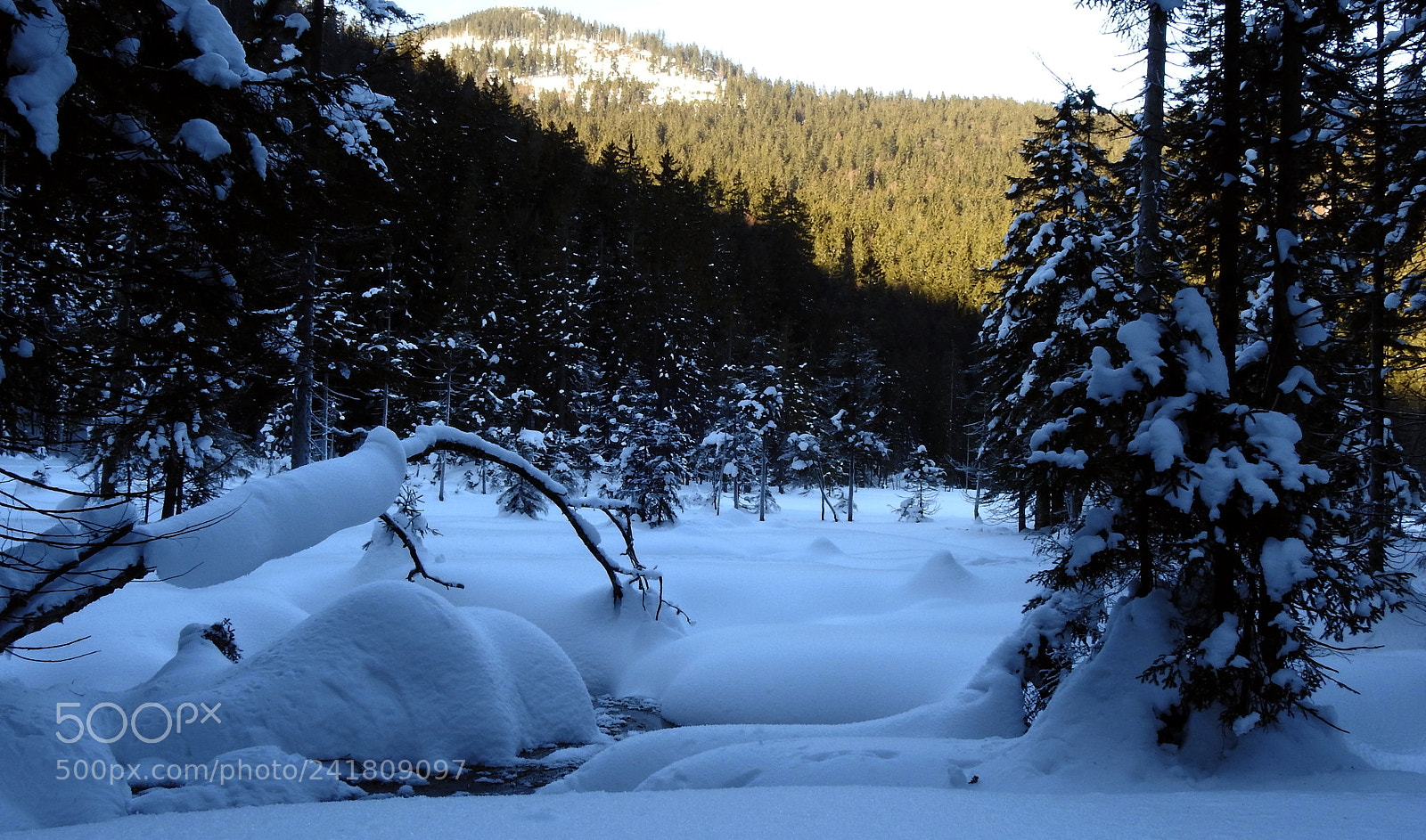Nikon Coolpix P900 sample photo. Waldwinter. photography