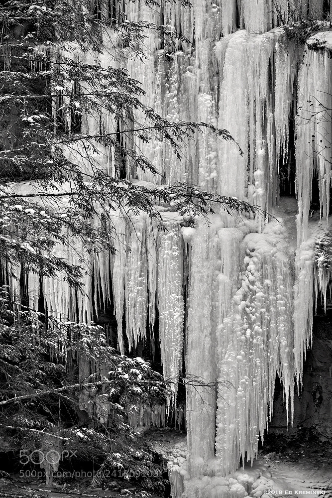 Fujifilm X-T2 sample photo. Frozen falls behind hemlocks photography