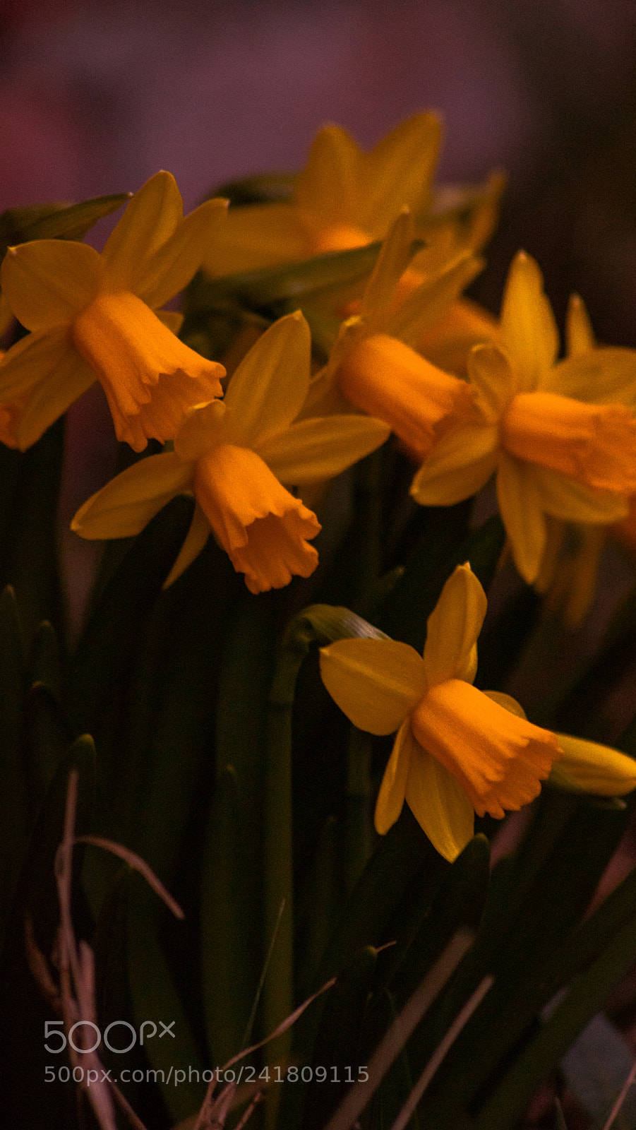 Canon EOS 750D (EOS Rebel T6i / EOS Kiss X8i) sample photo. Flower at autumn photography