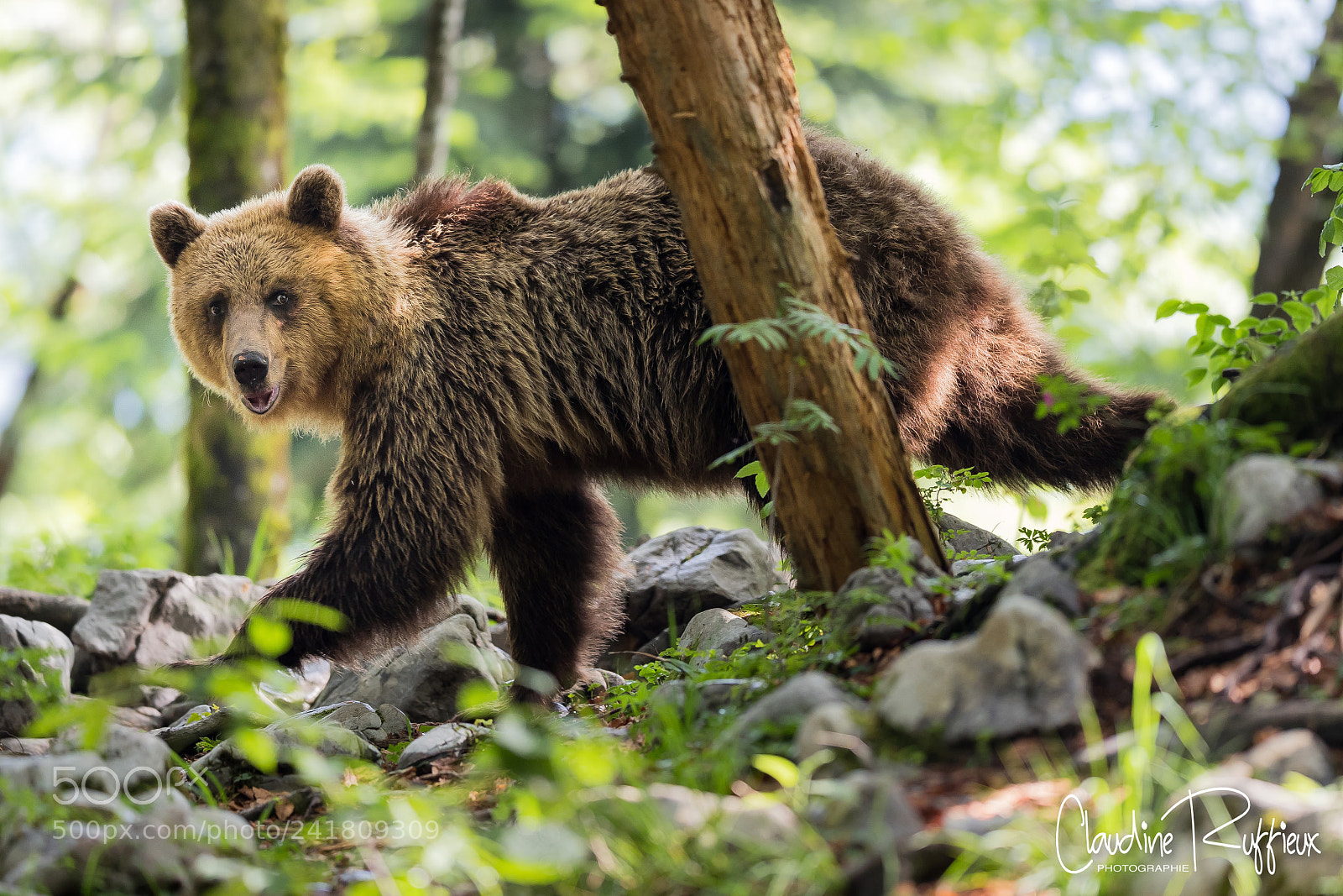 Canon EOS-1D X Mark II sample photo. Slovenian bear photography