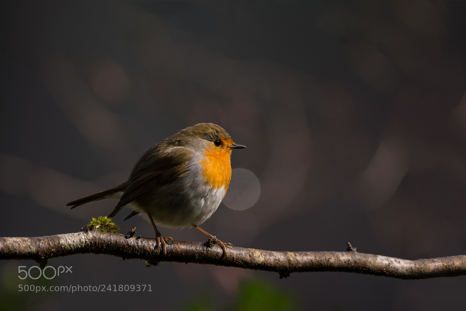 Nikon D7200 sample photo. Perched on a branch photography