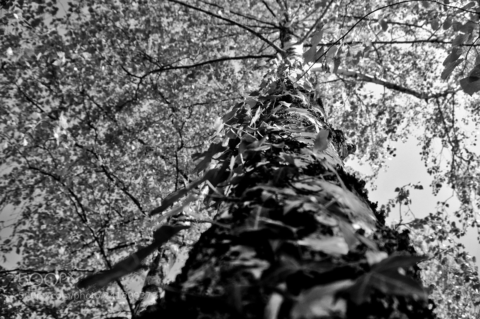 Sony Alpha a5000 (ILCE 5000) sample photo. Bouleau photography