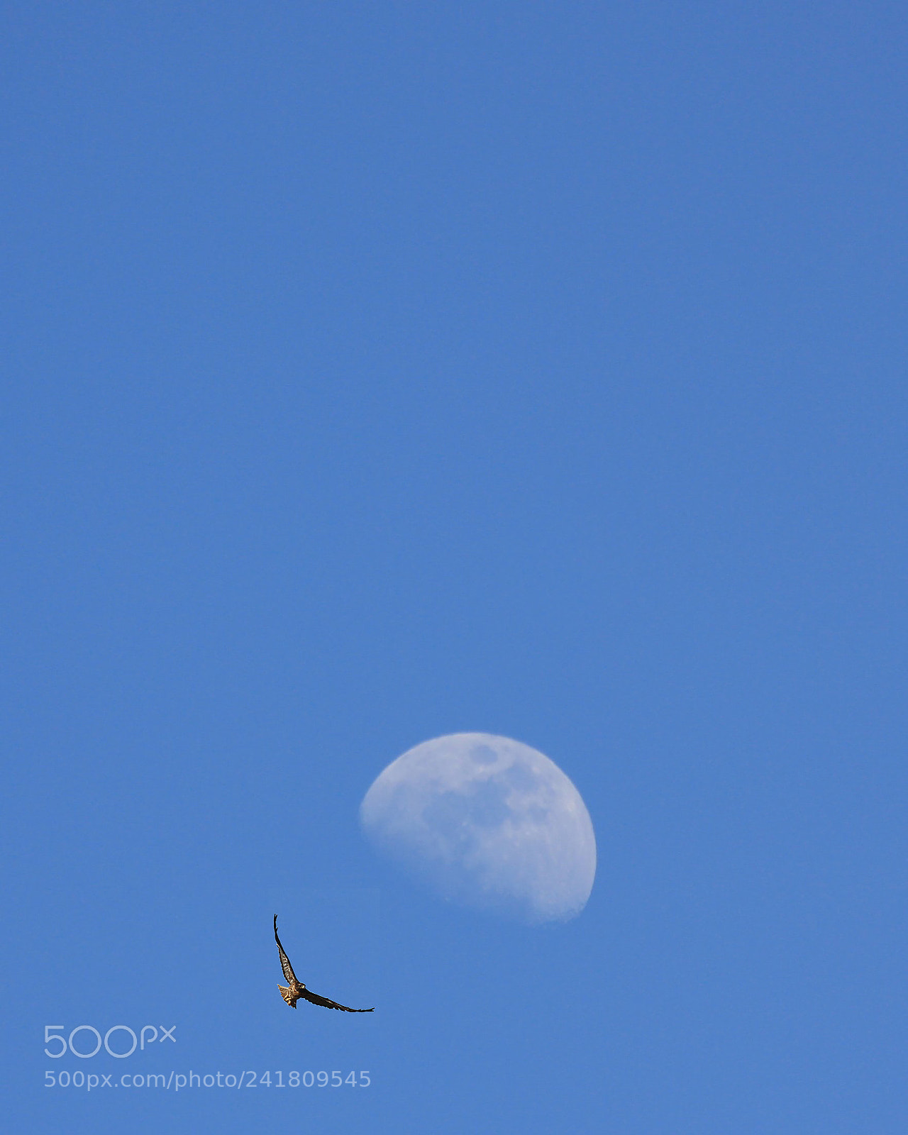 Canon EOS 450D (EOS Rebel XSi / EOS Kiss X2) sample photo. Once in a blue photography