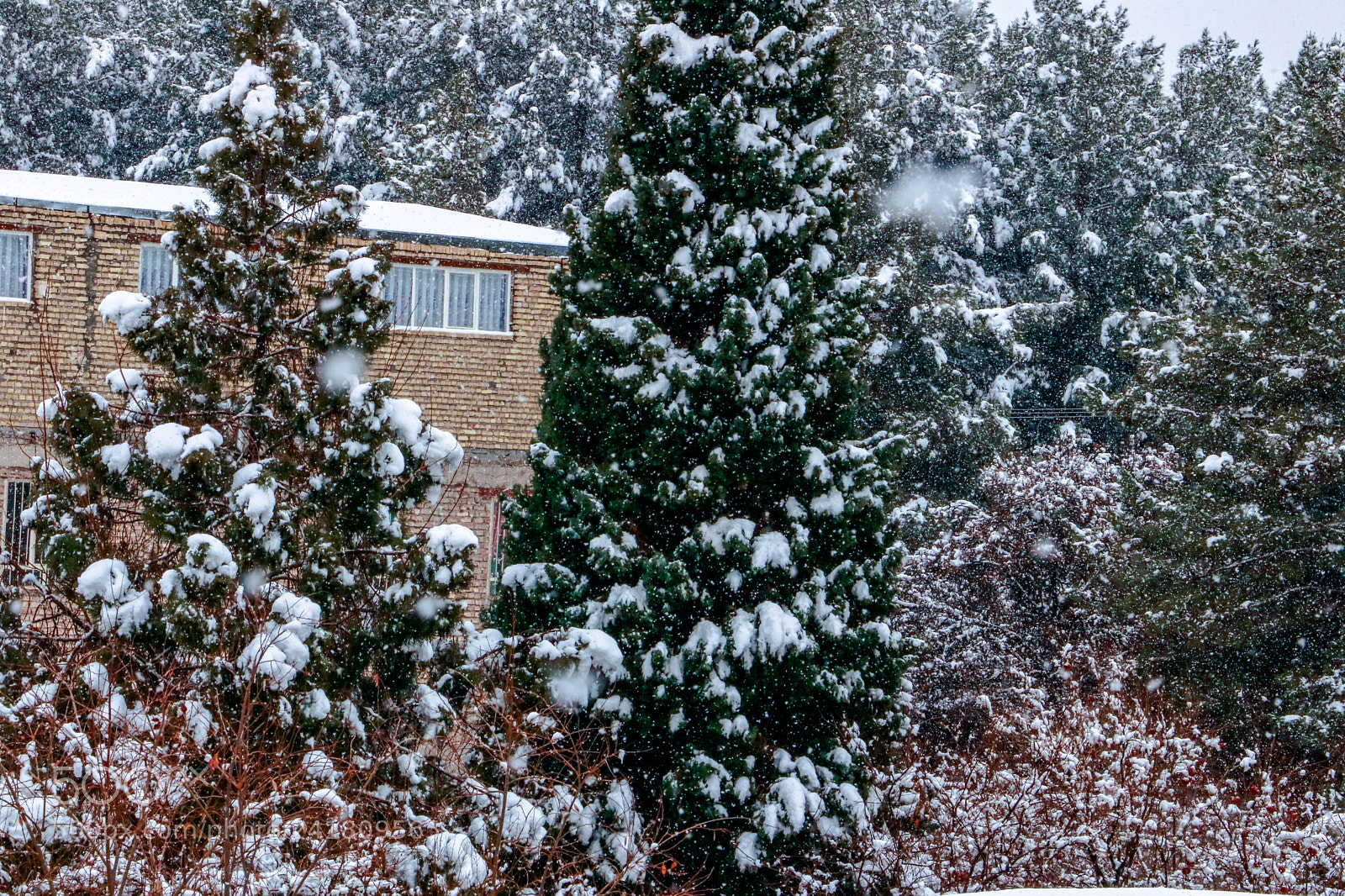 Canon EOS 760D (EOS Rebel T6s / EOS 8000D) sample photo. First snow photography