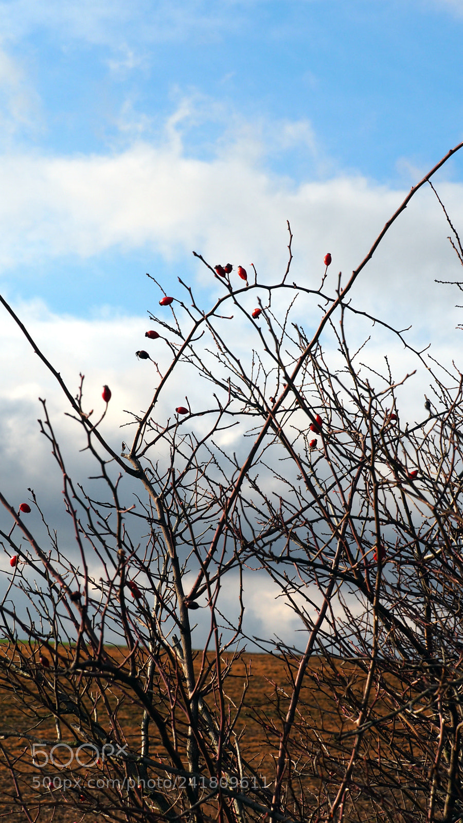 Olympus OM-D E-M5 II sample photo. Rose bush in winter photography