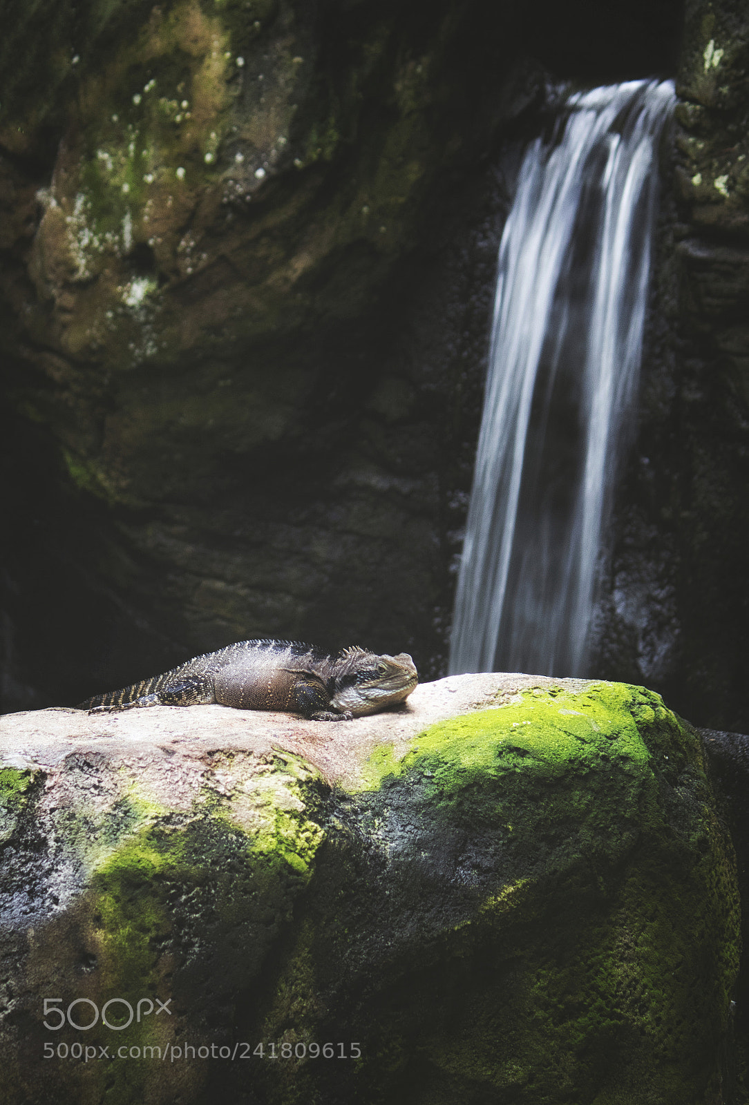 Canon EOS 750D (EOS Rebel T6i / EOS Kiss X8i) sample photo. Rainforest chill pt. 2. photography