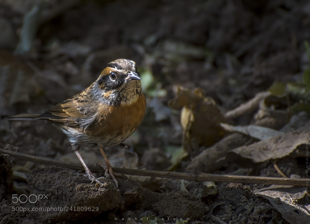 Nikon D7200 sample photo. Rufous-breasted accentor photography