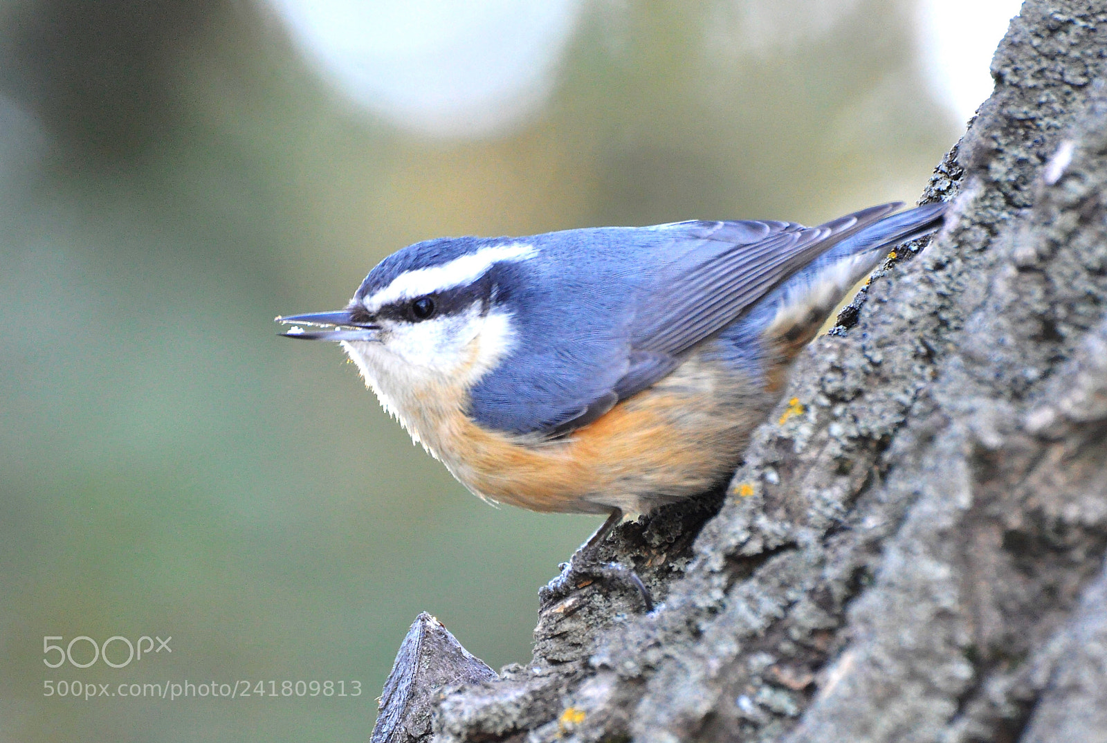 Nikon D90 sample photo. Nuthatch photography