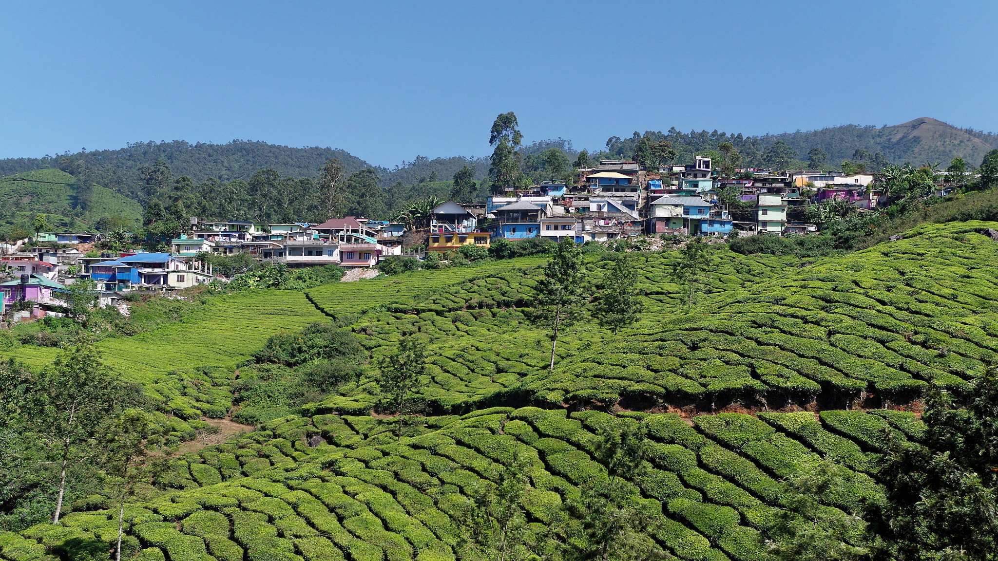 Pentax K-50 sample photo. Munnar, idukki district, kerala, india photography