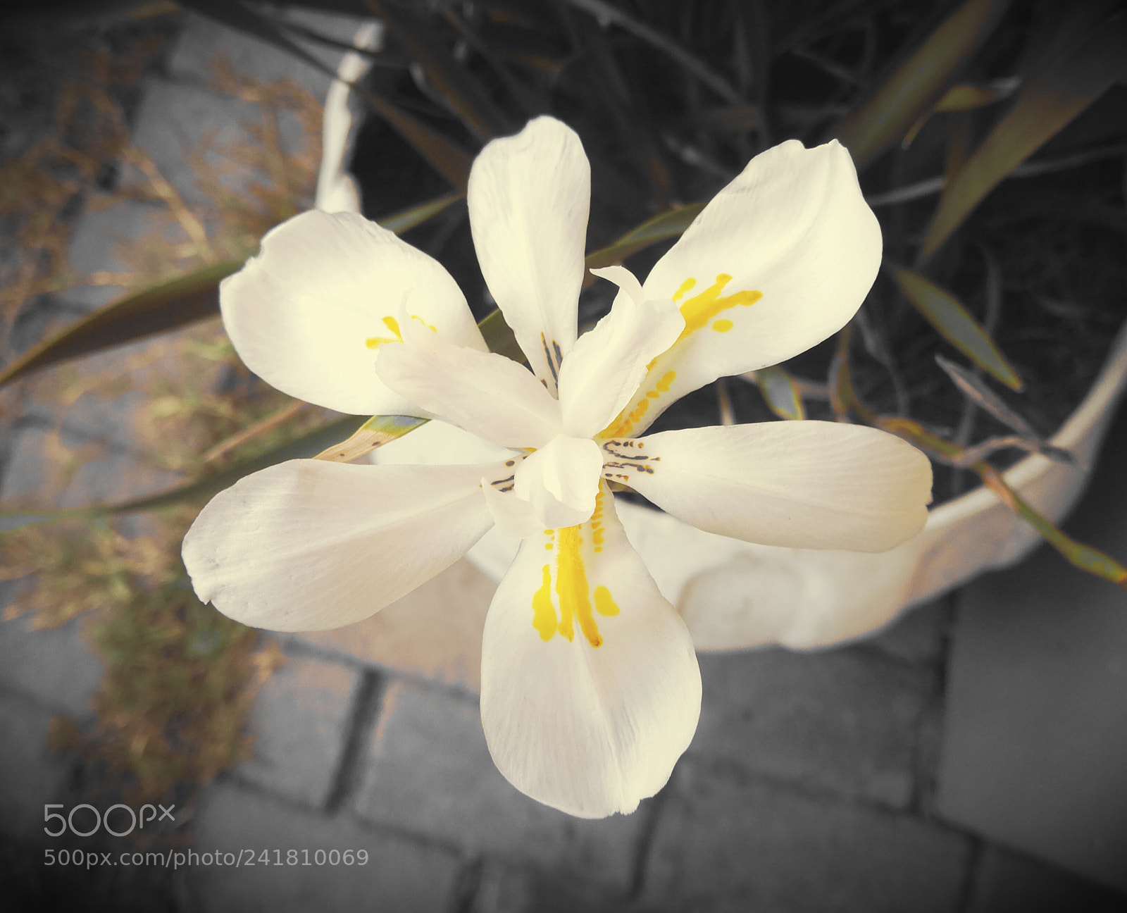 HUAWEI Mate 9 sample photo. Flower in the garden photography