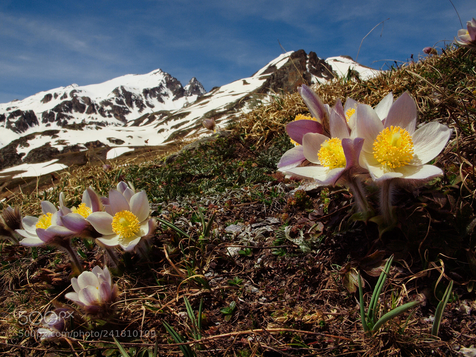Olympus E-620 (EVOLT E-620) sample photo. Anemoni e monte thabor photography