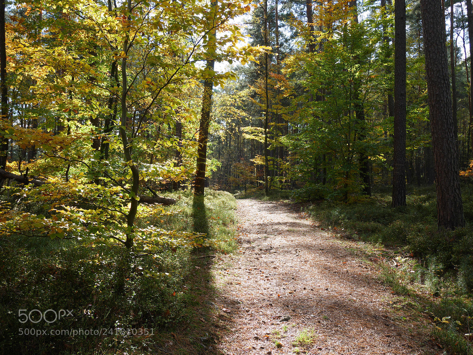 Panasonic Lumix DMC-GF7 sample photo. Autumn forest photography
