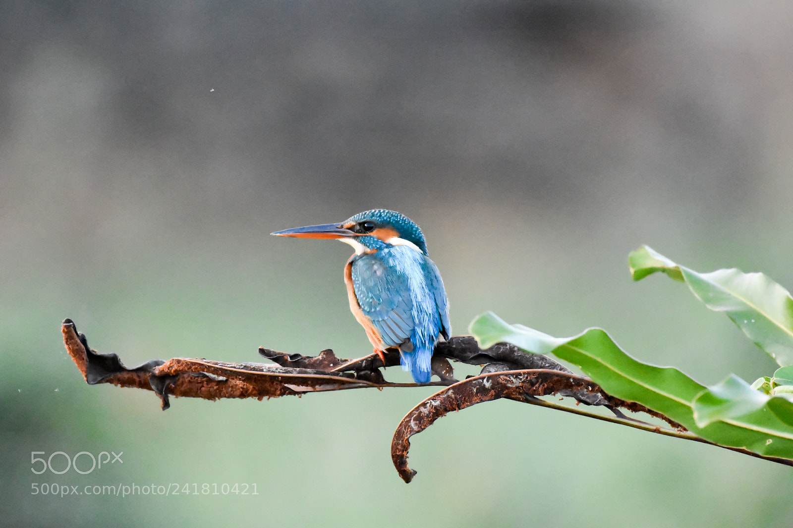 Nikon D7200 sample photo. Kingfisher photography