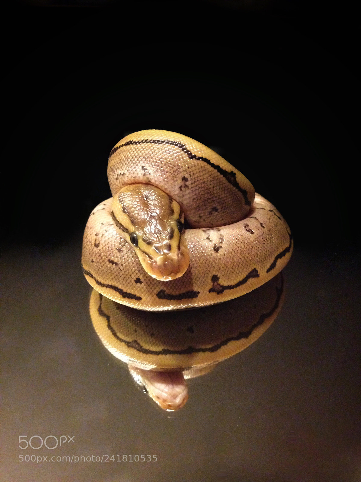 Apple iPhone 5 sample photo. Ballpython photography
