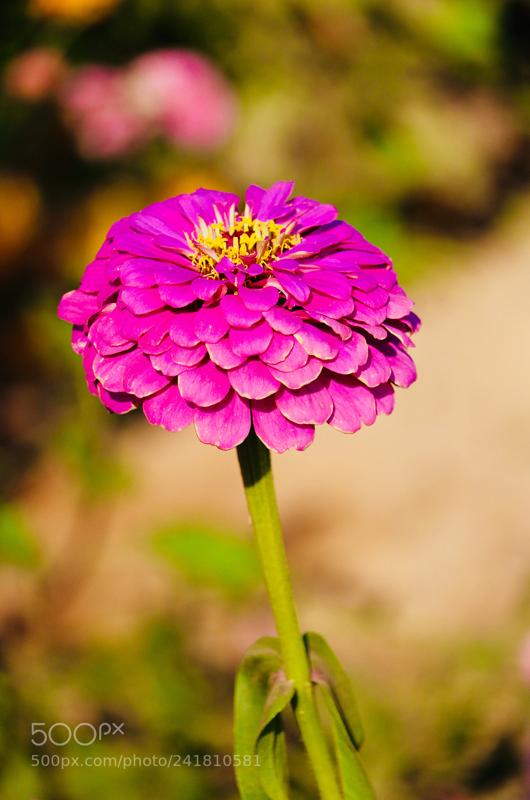 Canon EOS 750D (EOS Rebel T6i / EOS Kiss X8i) sample photo. Flowers are always refreshing photography