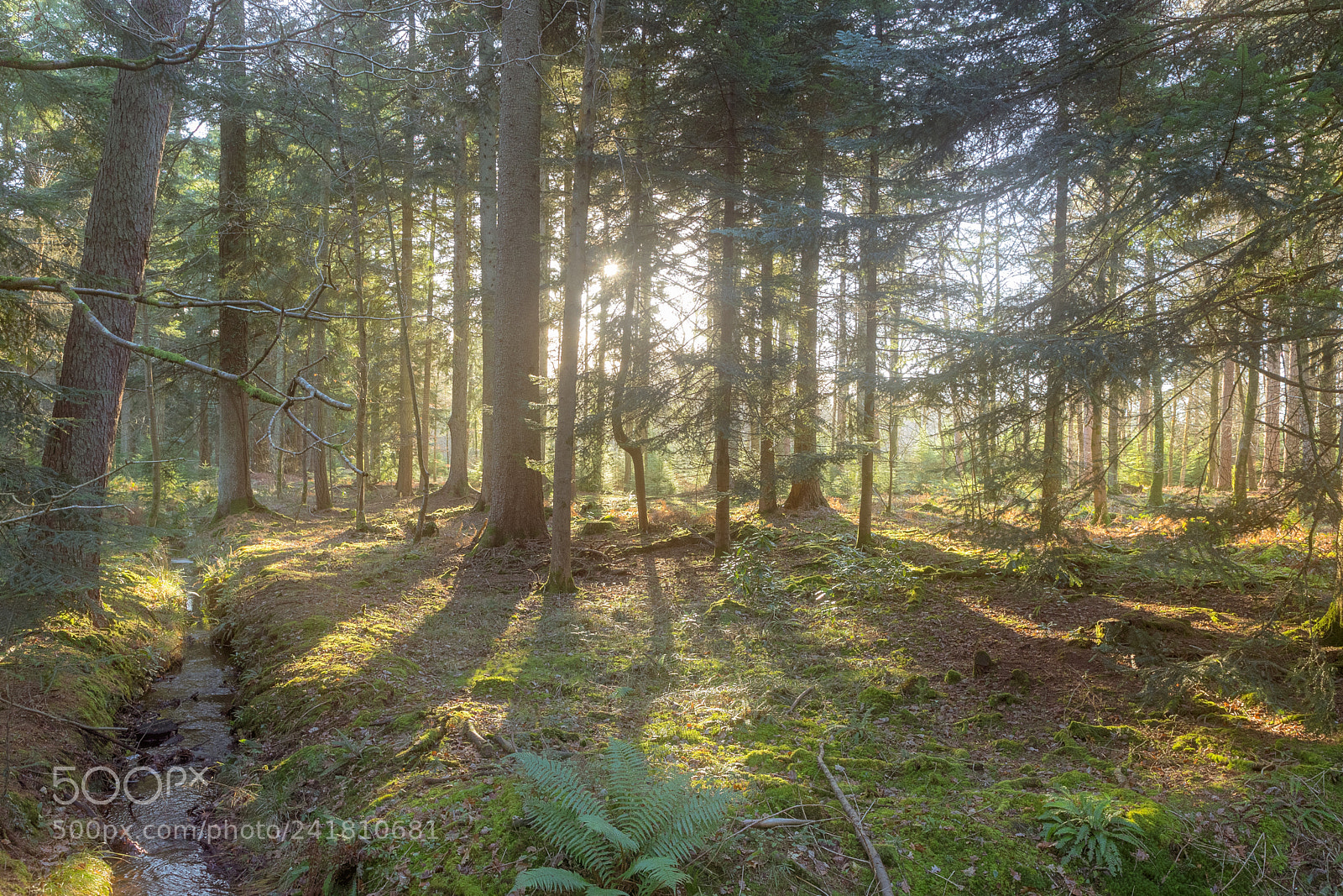 Canon EOS 6D Mark II sample photo. Cold, wintry new forest photography
